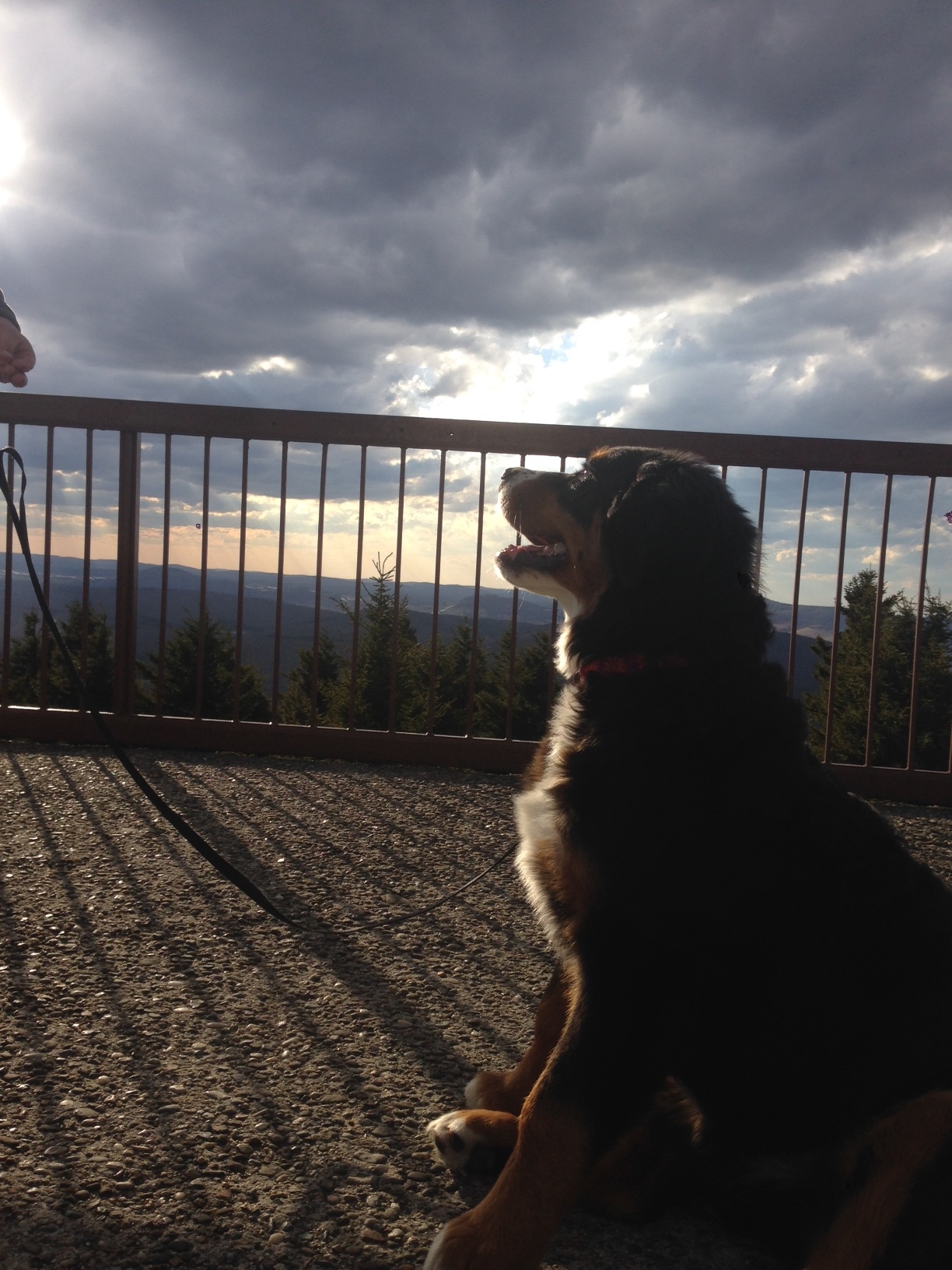 Pups first high point. 