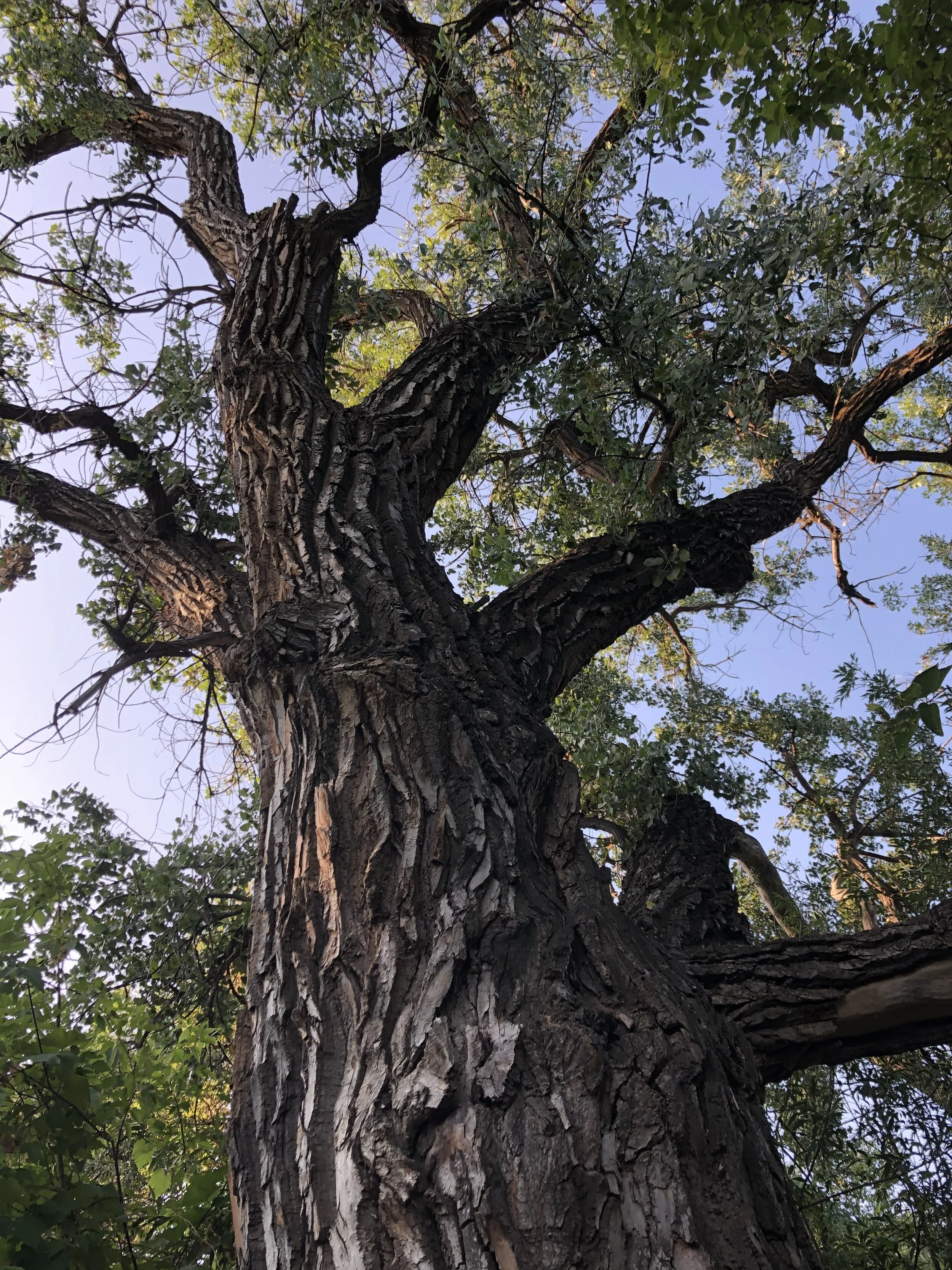 The Other Side of Fire: Trauma Writing As Initiation &amp; Craft (virtual)