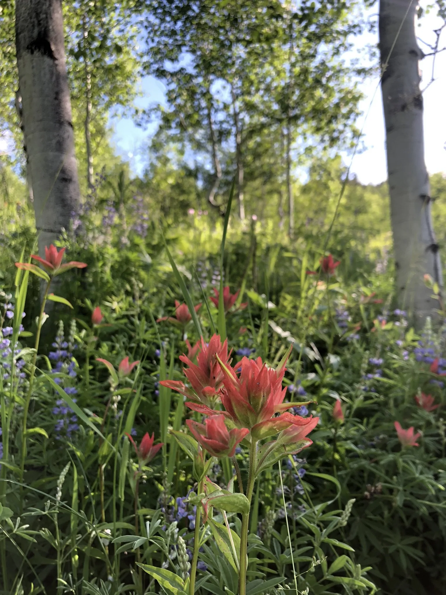 Getting Un-Stuck on Your Memoir (virtual)