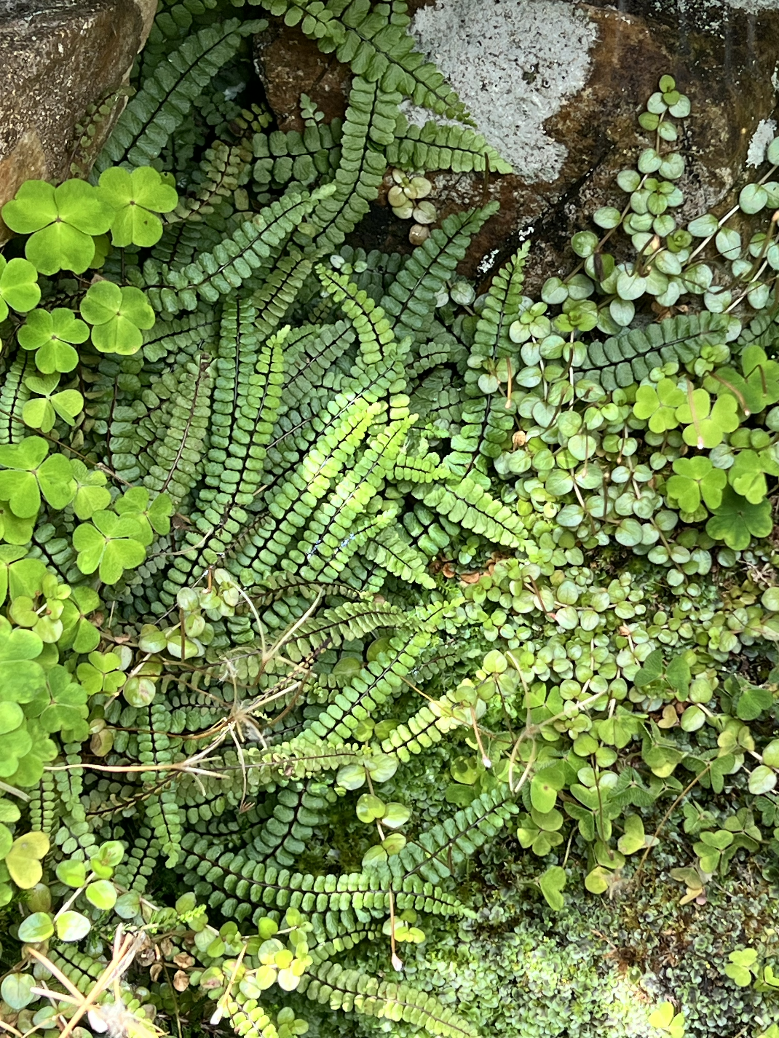 The Daylight Club presents:  Stepping Into Your Spiritual Story