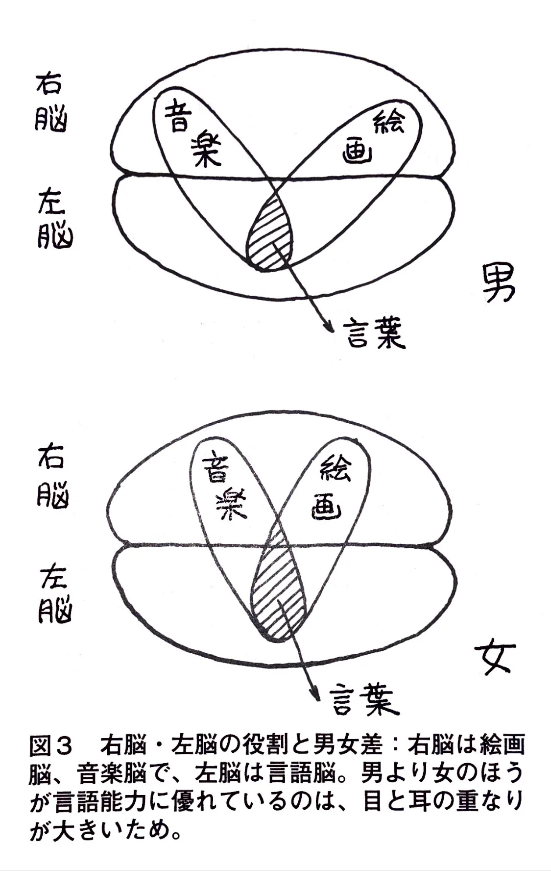 右脳・左脳の役割と男女差.jpg