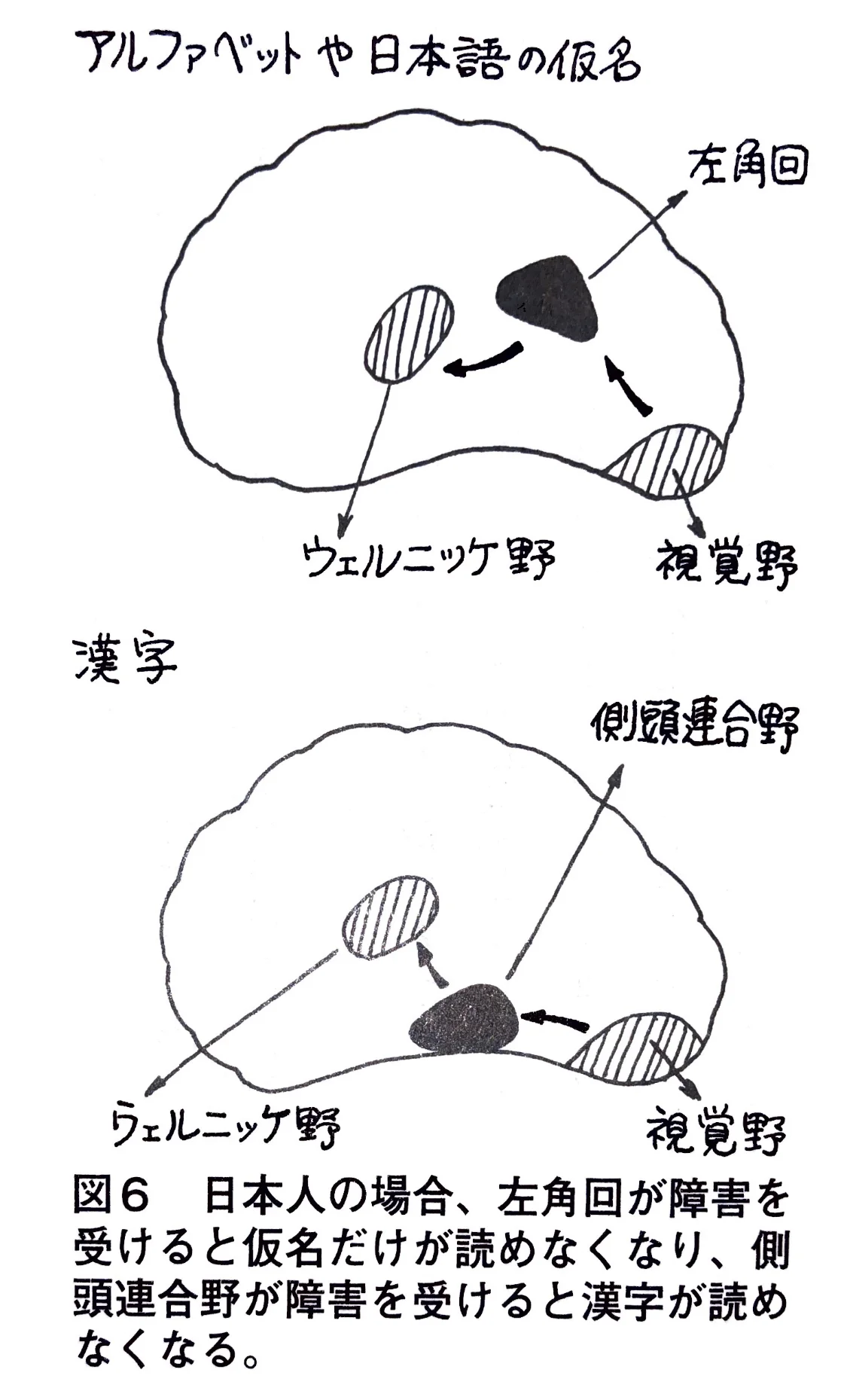 アルファベットや日本語の仮名.jpg