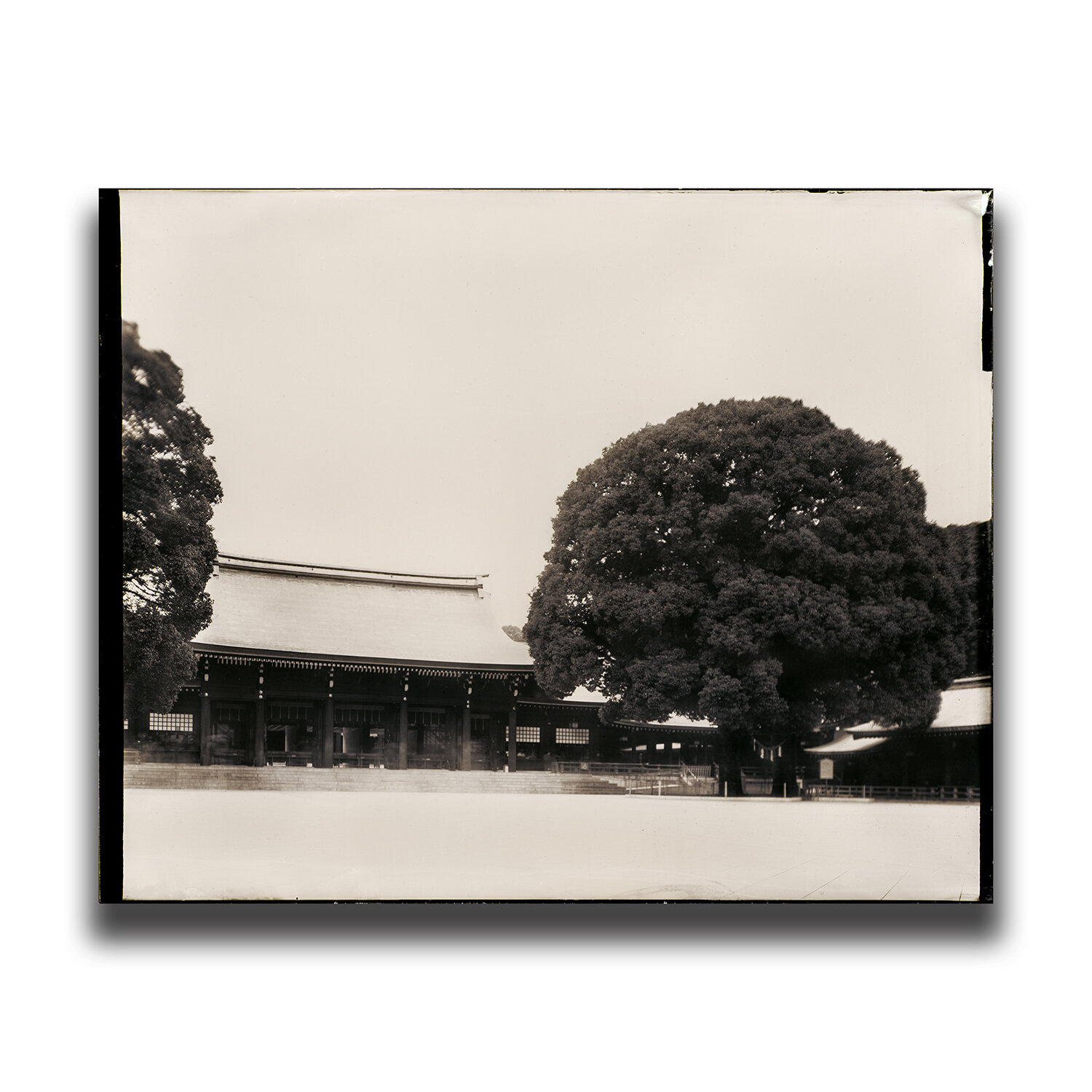 Meiji Shrine, Tokyo/東京・明治神宮/도쿄・메이지 신궁/東京・明治神宫