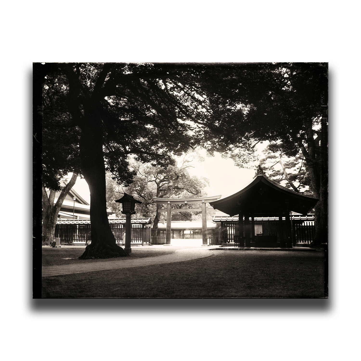 Meiji Shrine, Tokyo/東京・明治神宮/도쿄・메이지 신궁/東京・明治神宫