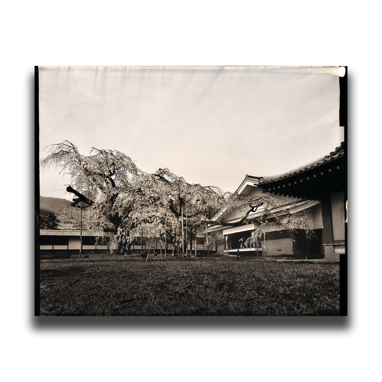 Kyoto・Daigo-ji(Temple)・Shidare-zakura(cherry blossom)/京都・醍醐寺・醍醐深雪桜/교토・다이고사・벚꽃/京都・醍醐寺・醍醐深雪桜