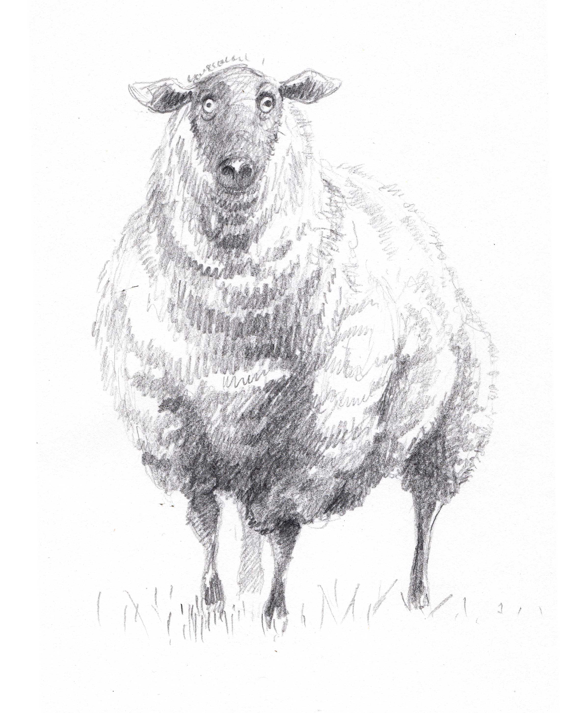 Sheep, Priscilla Tey, Illustration Art