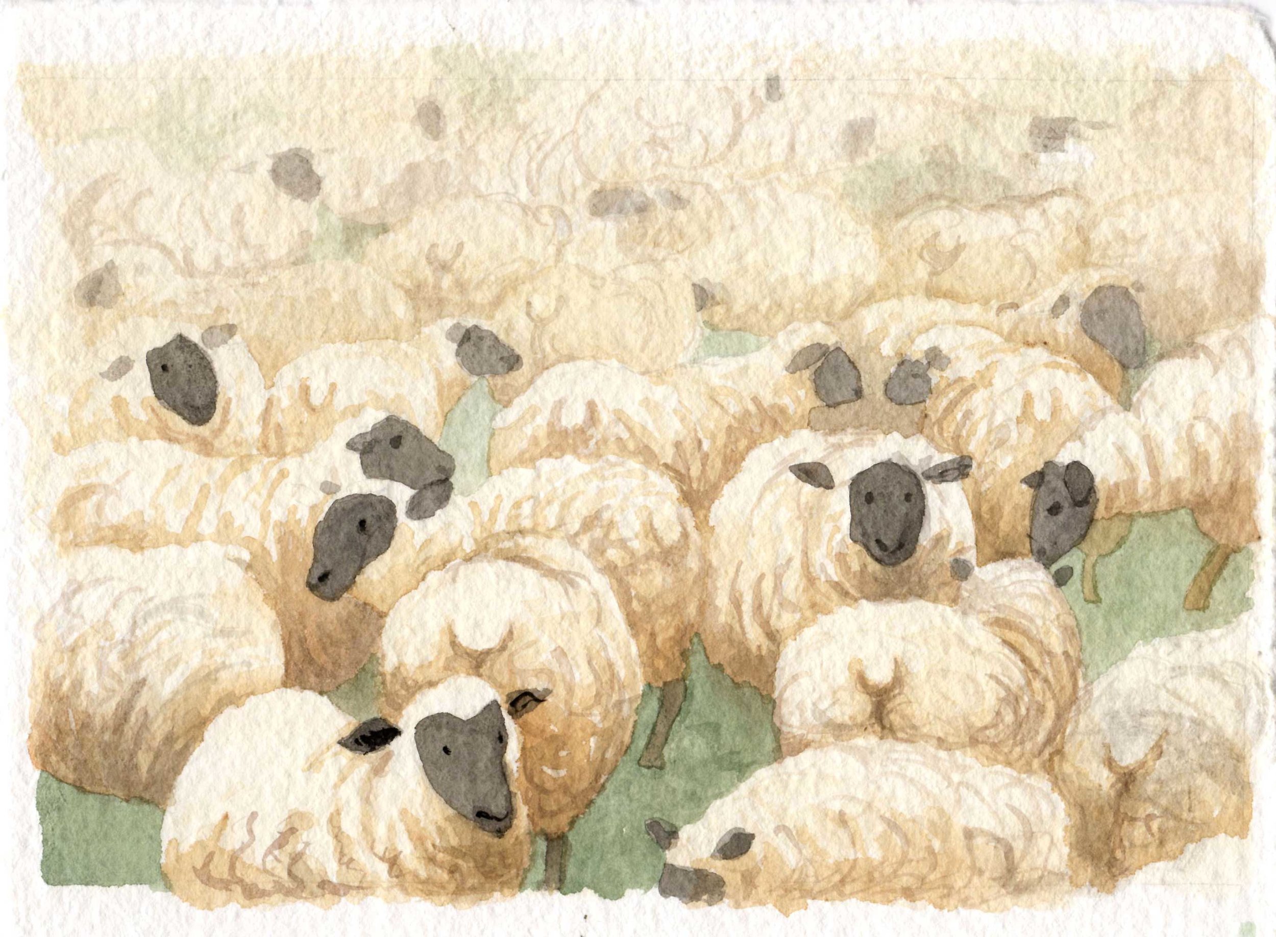 Sheep, Priscilla Tey, Illustration Art