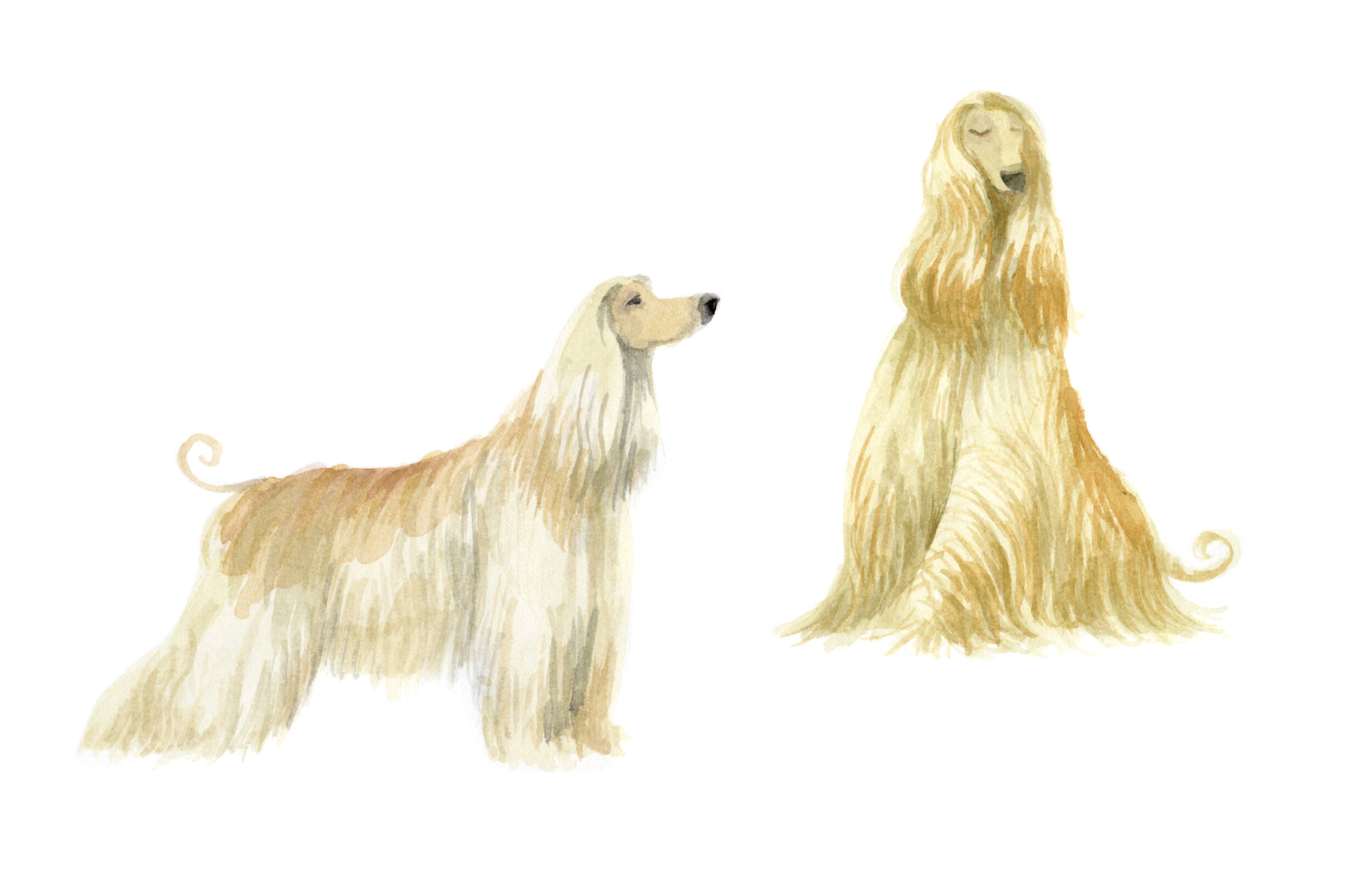 Afghanhound Doodles_001.jpg