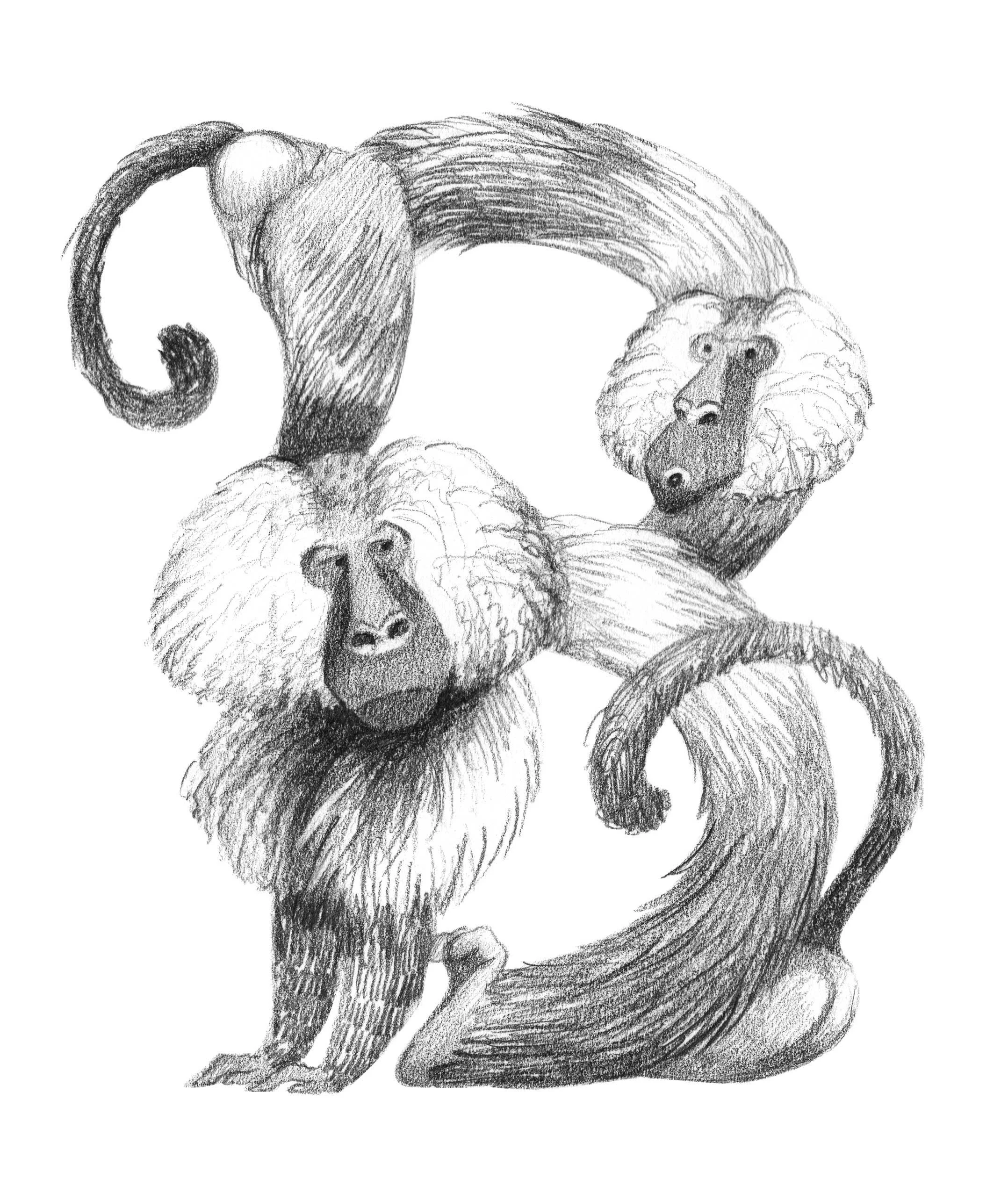 Priscilla Tey_B-for-Baboons.jpg