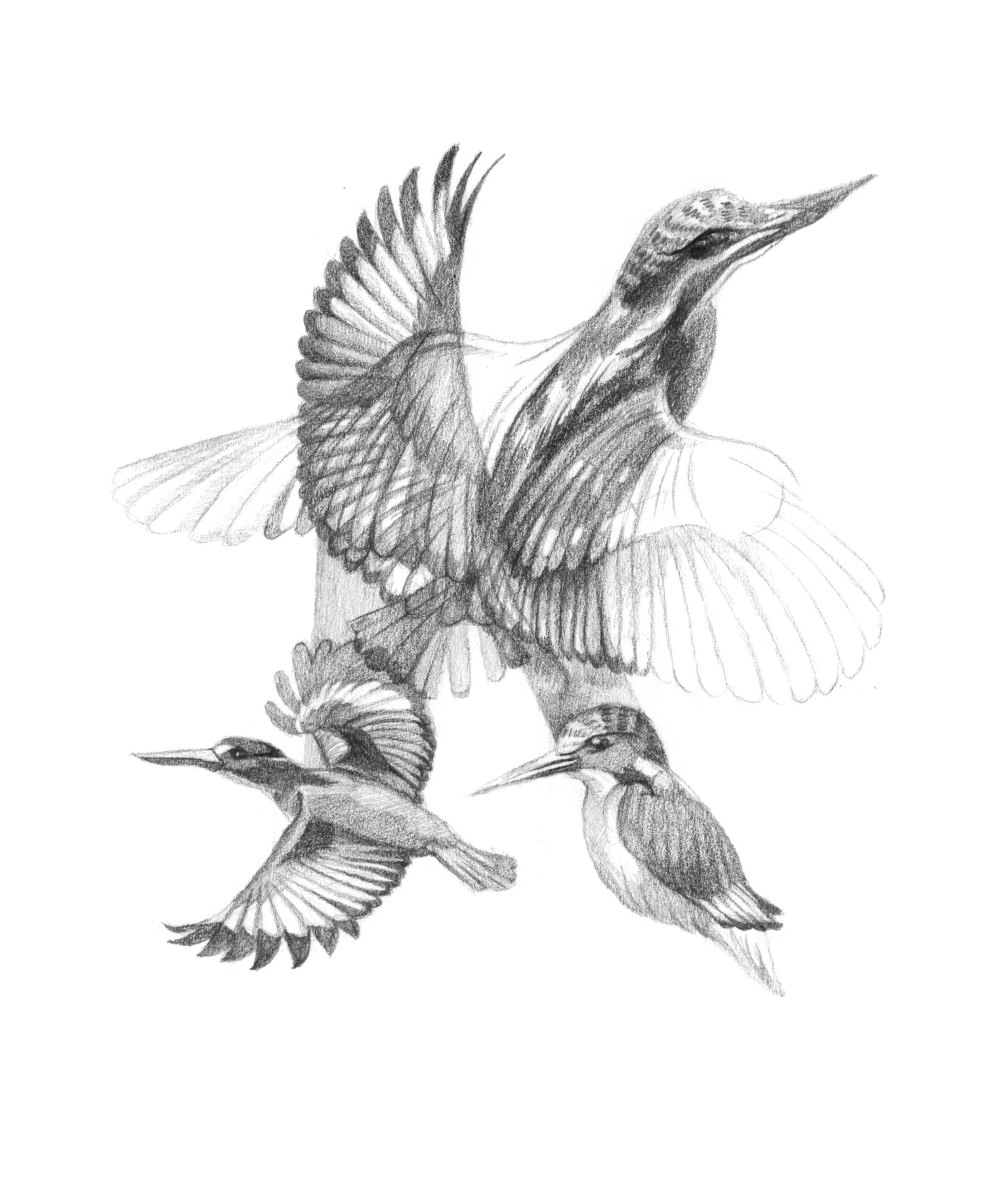 Priscilla Tey_K-is-for-kingfisher.jpg