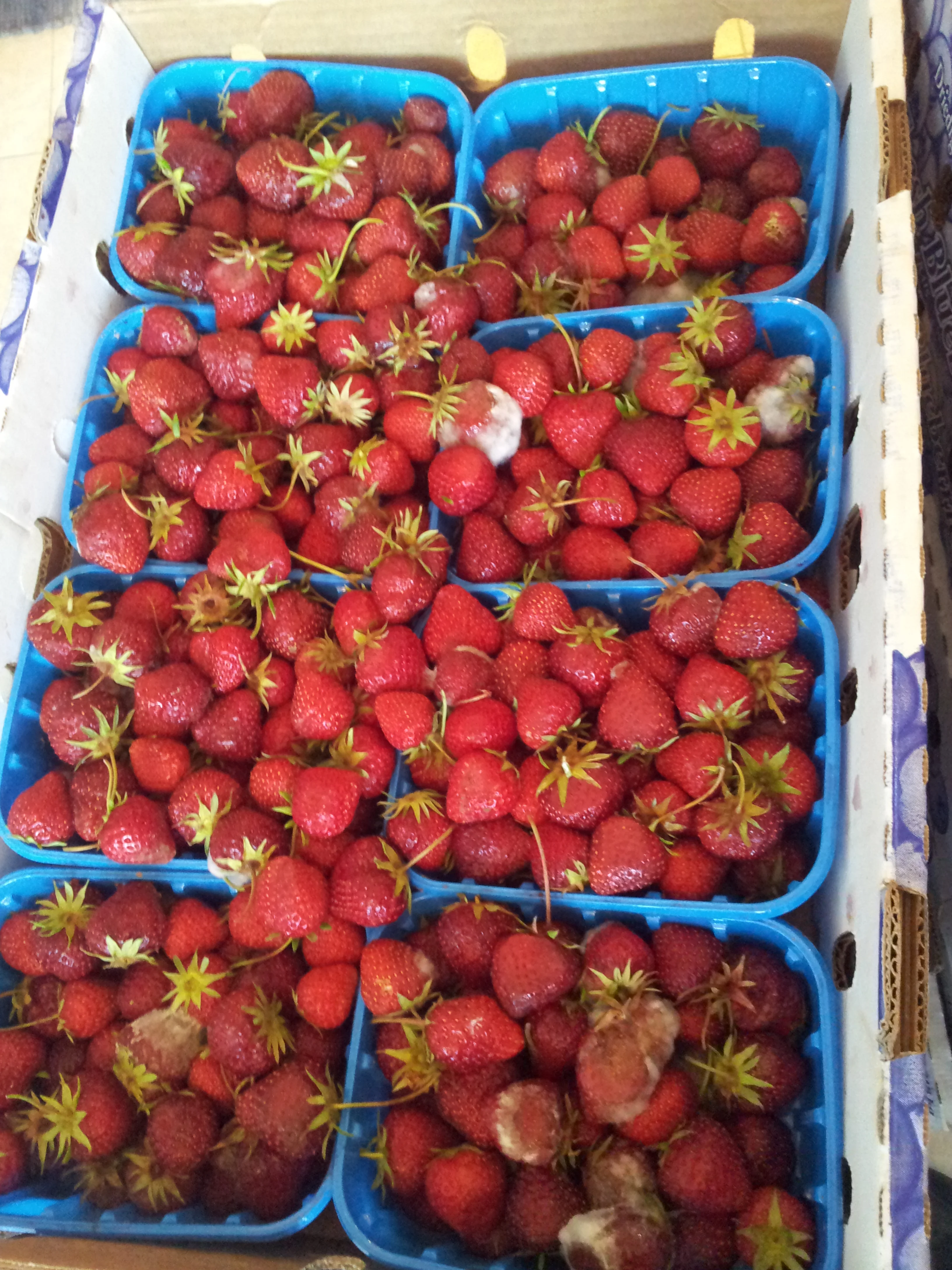 Flat of berries ready for rescue