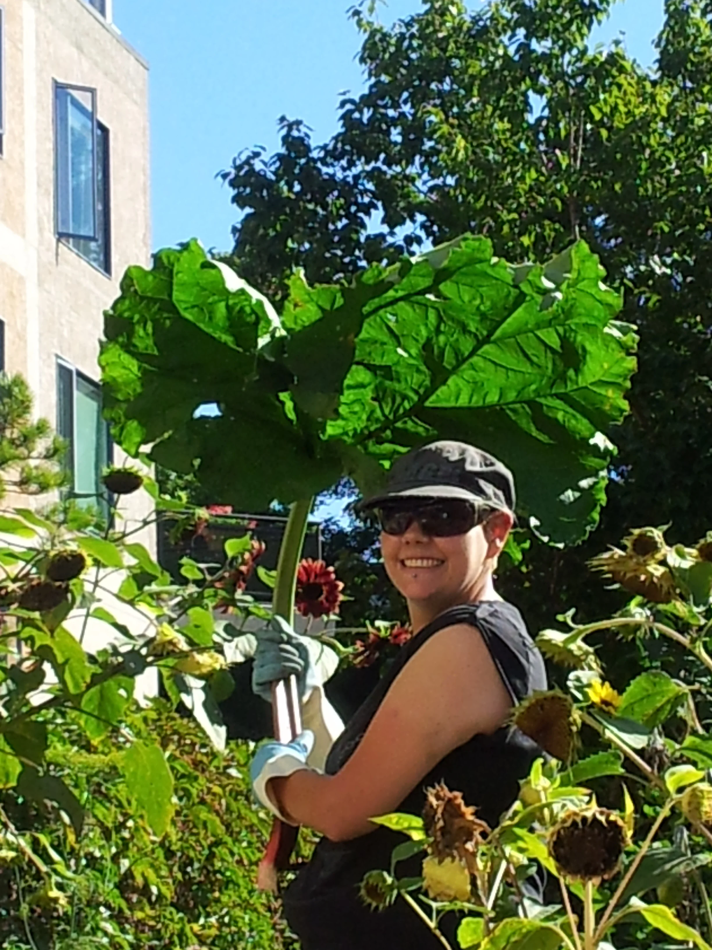 Crystal with a really large rhubarb stalk and leaf