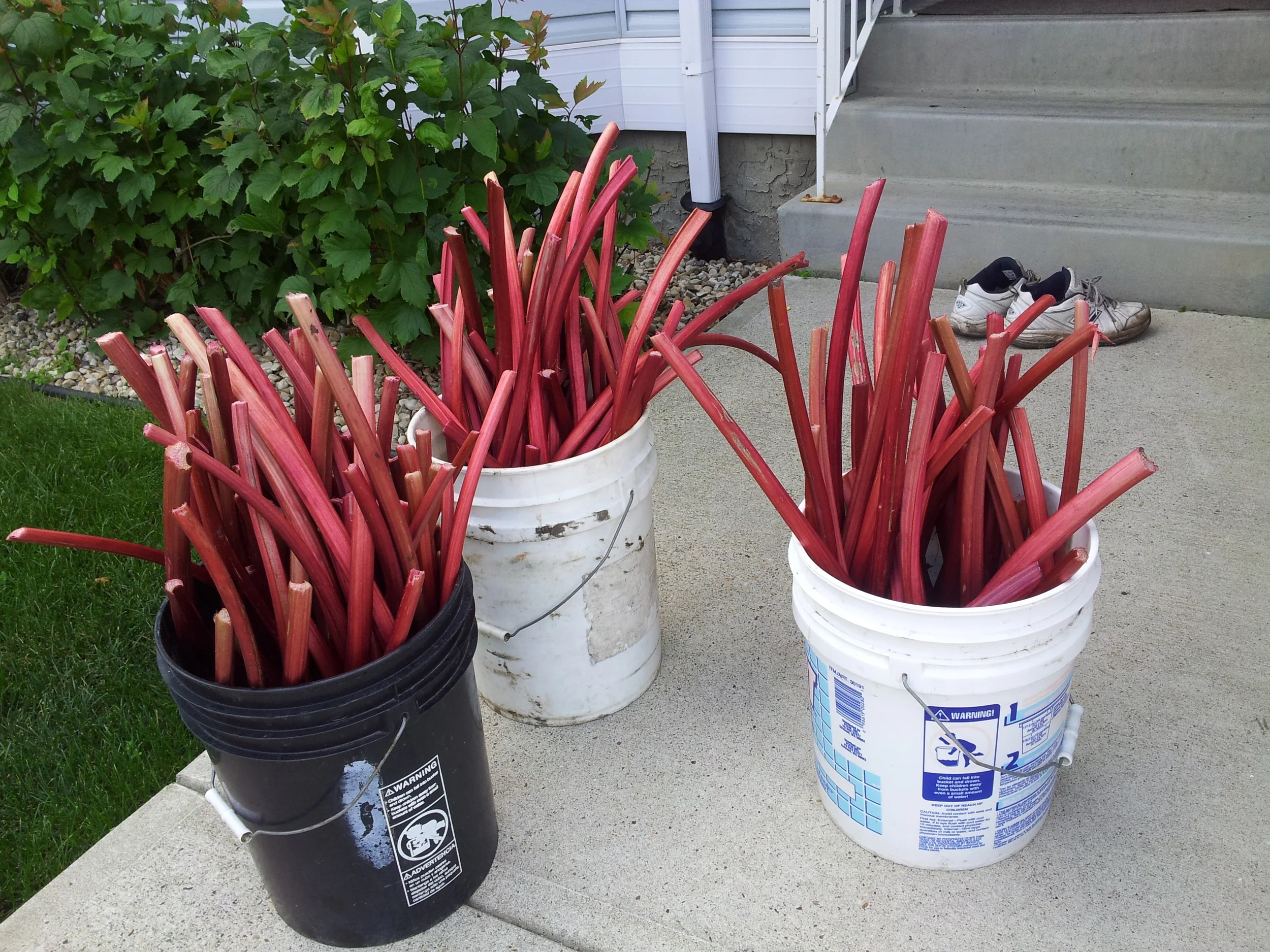 welcoming pails of rhubarb