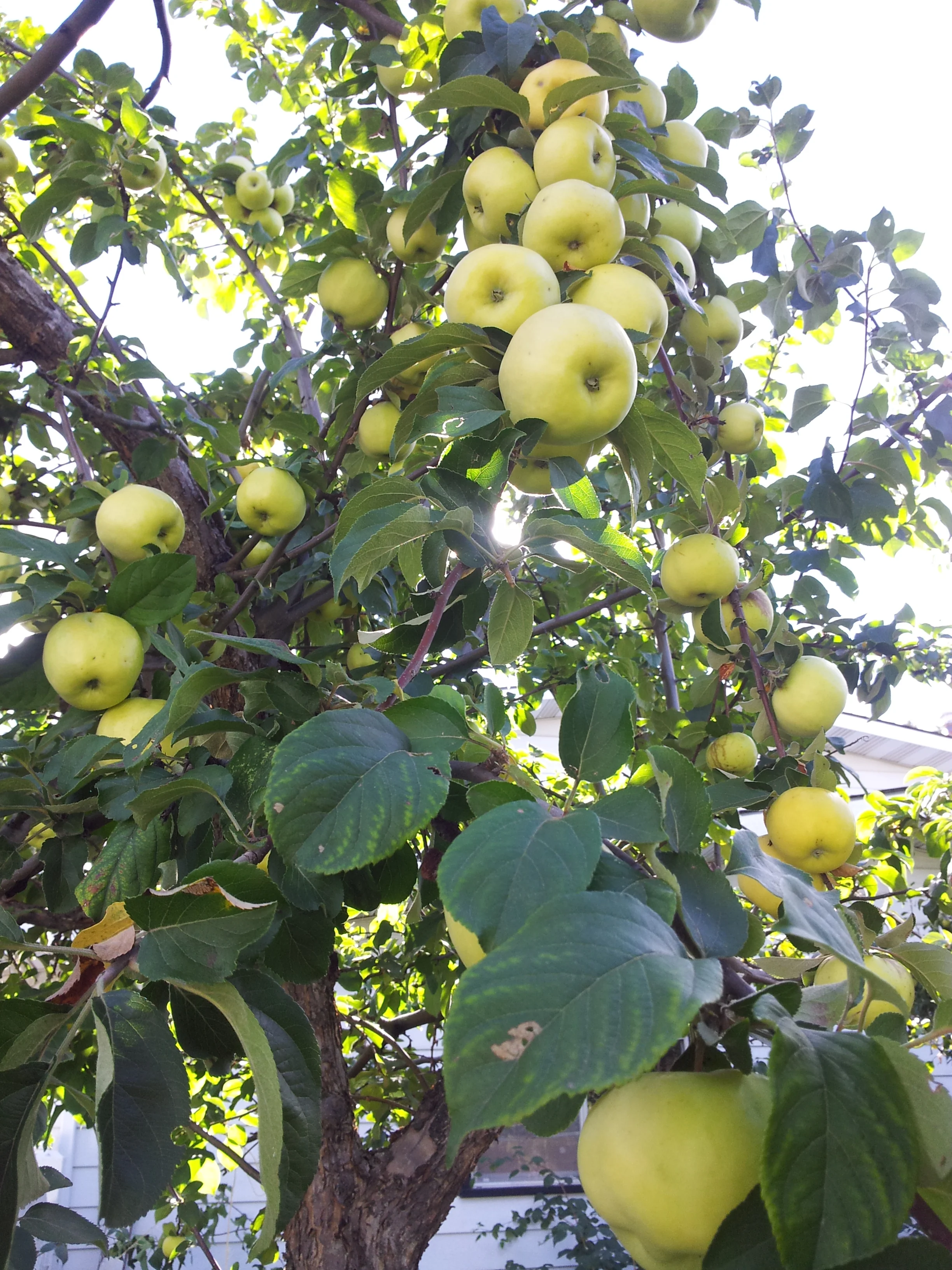 A loaded apple tree