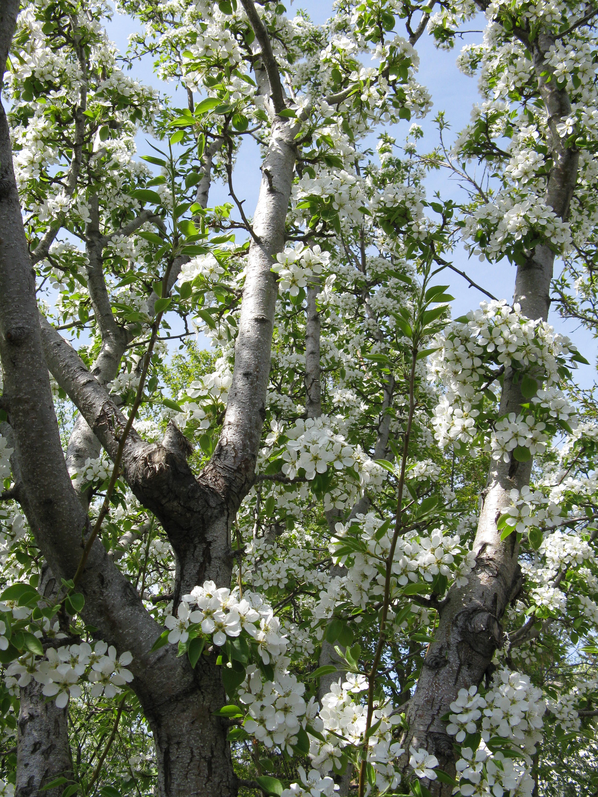 Donna W's Beautiful Pear Tree in Blossom