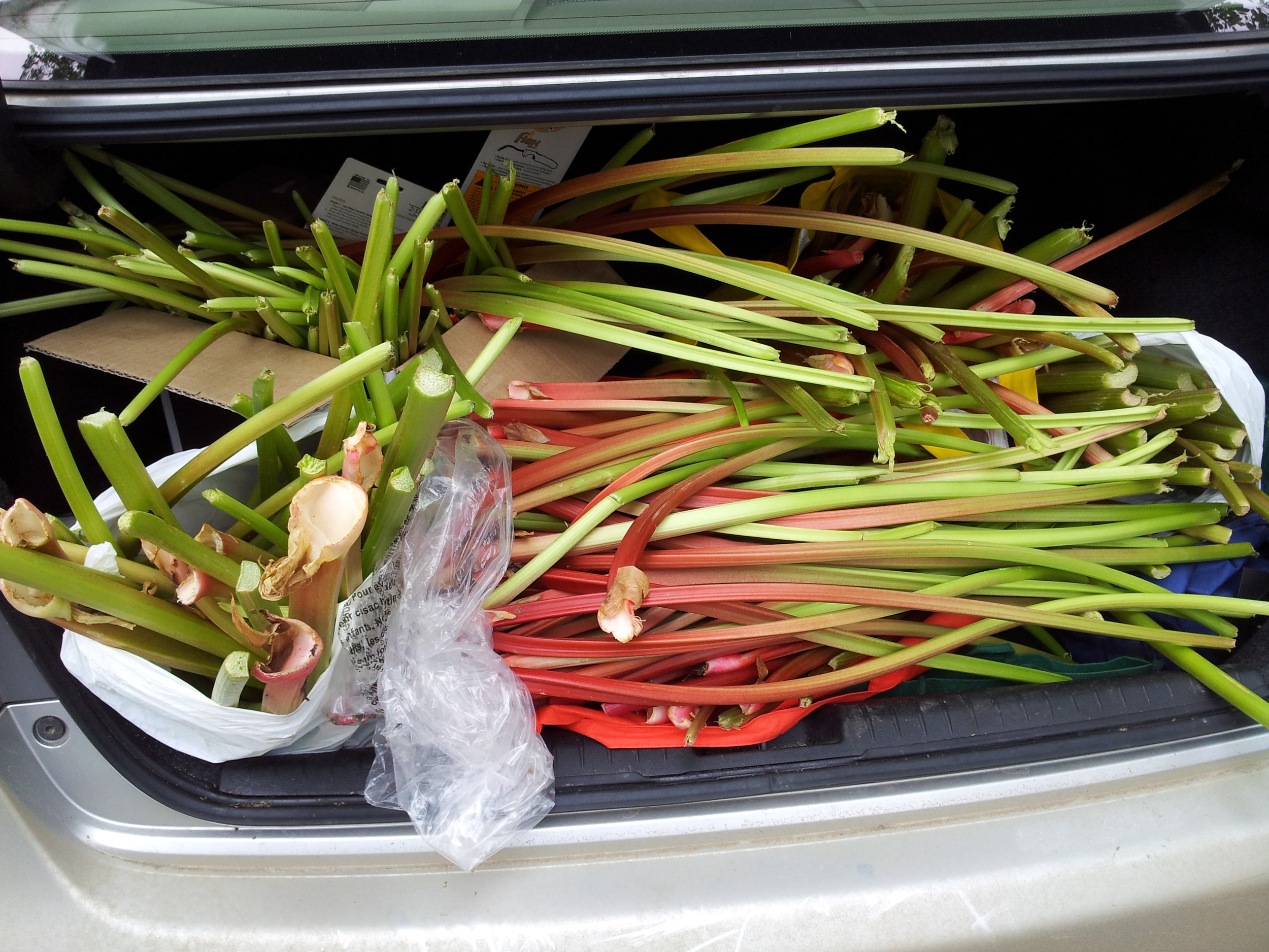Driving around the city to pick up our rhubarb