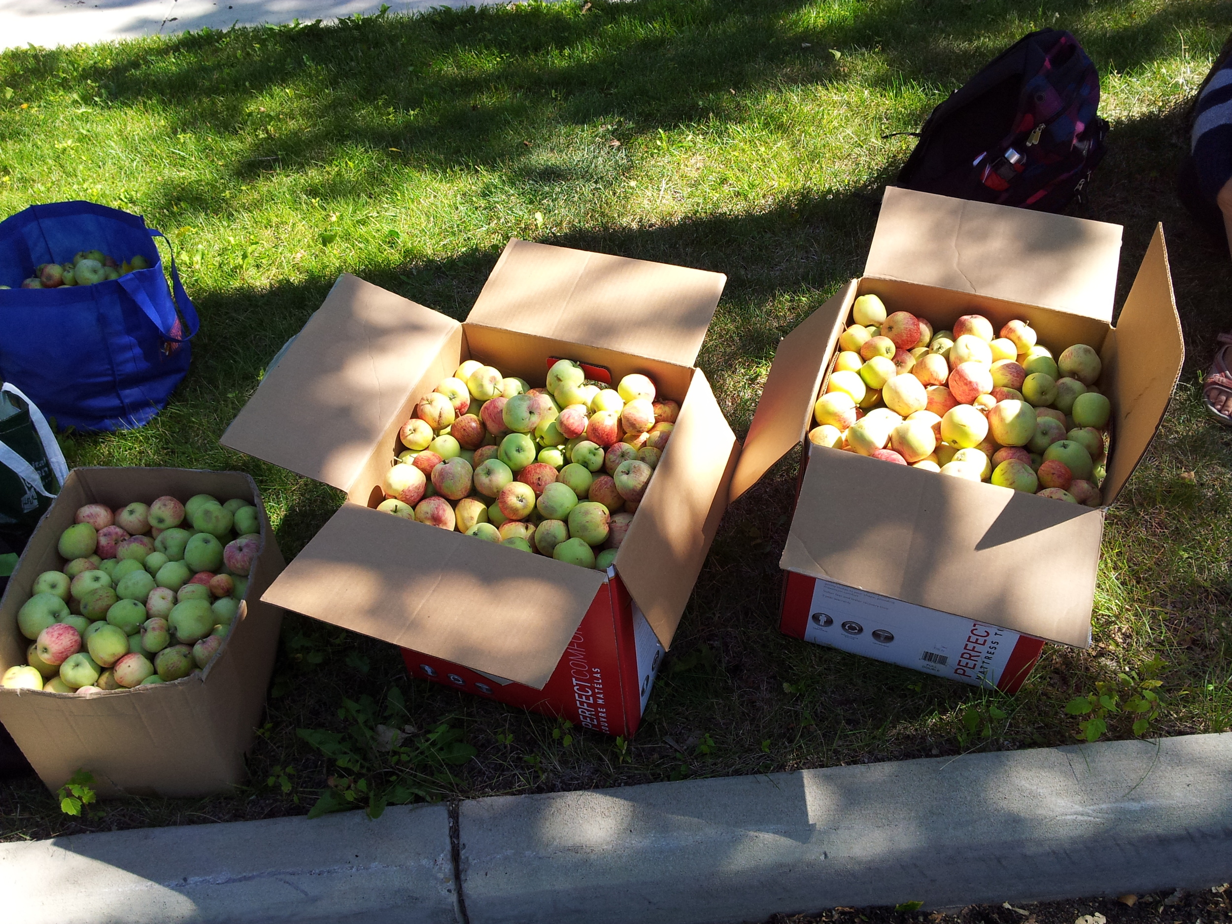 local apples.jpg