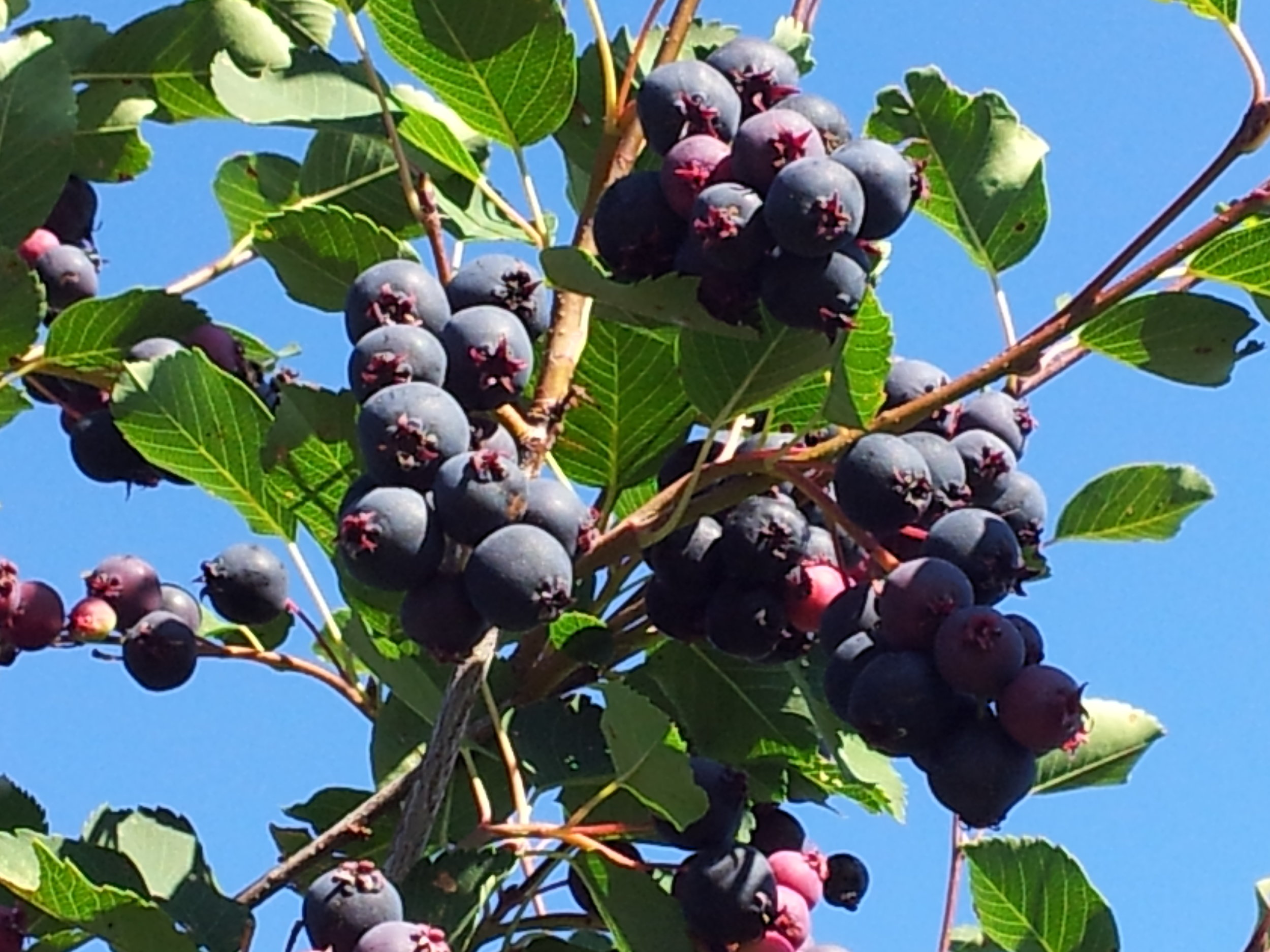 Saskatoons.jpg