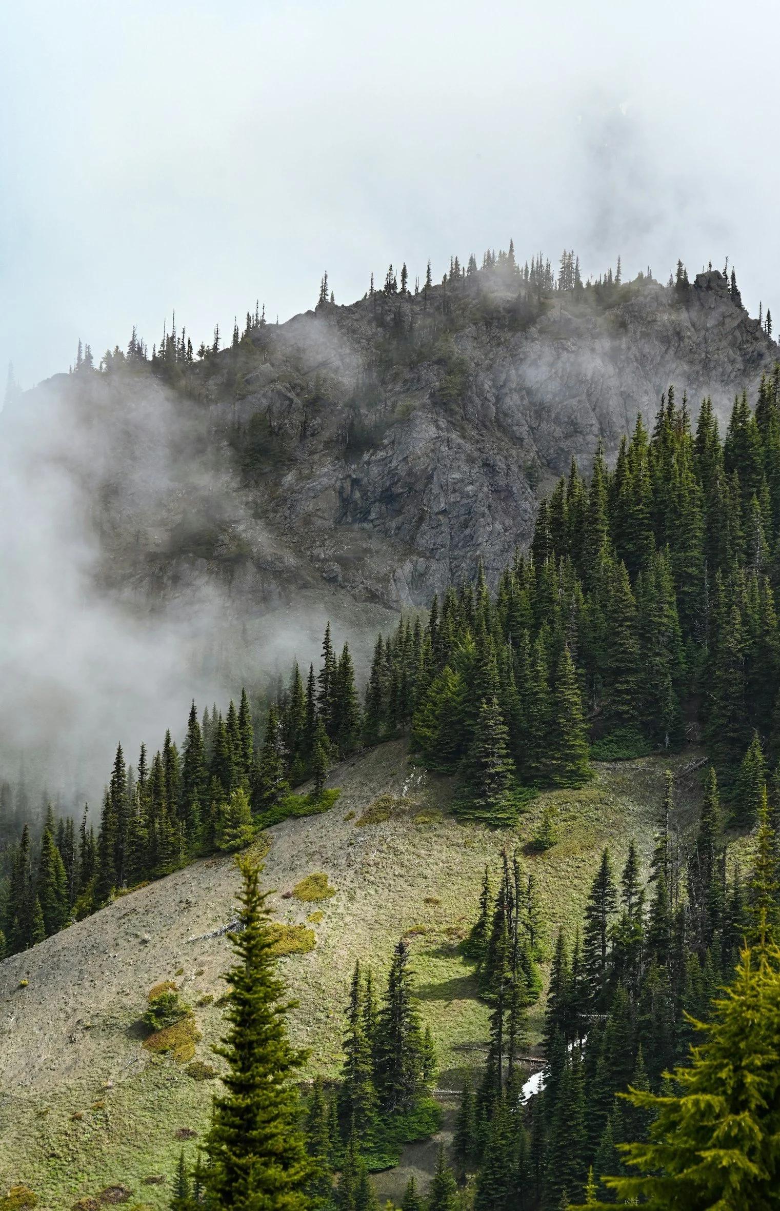 Berglandschaft mit dichtem Nadelwald und aufziehendem Nebel – Symbol für unberührte Natur und den Schutz von Ökosystemen.