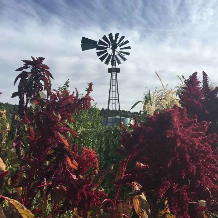 upaya-windmill.jpg