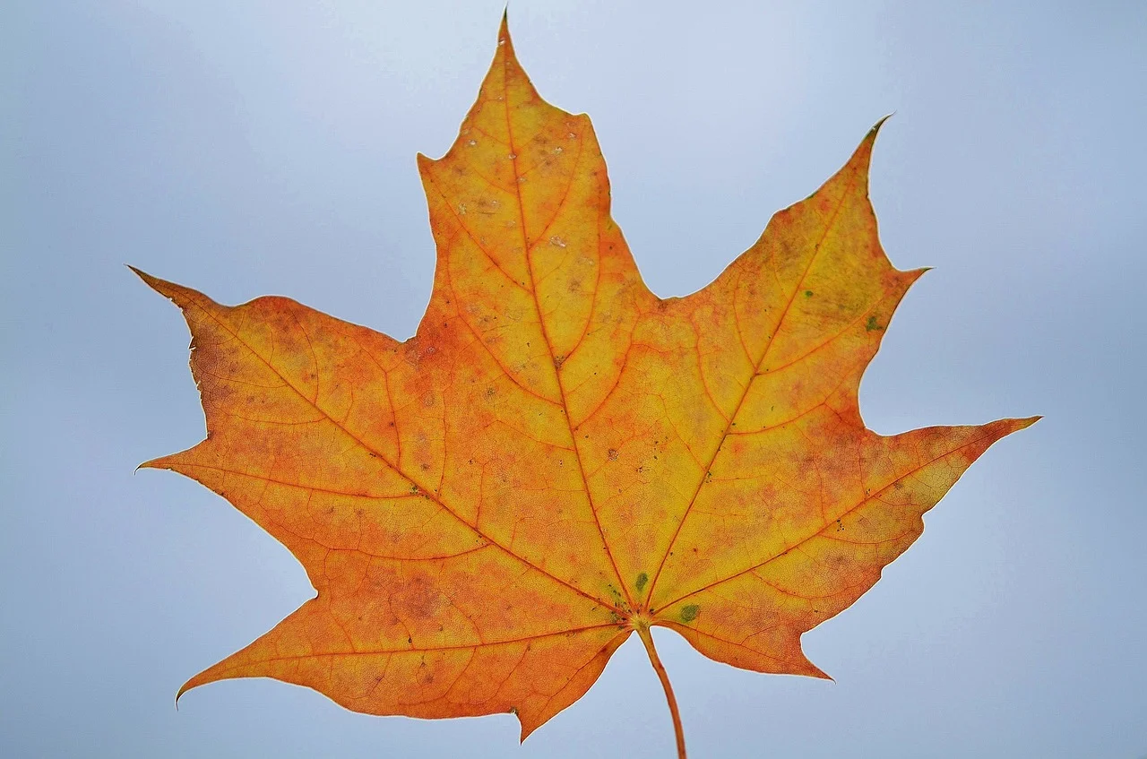 orange-color-meaning.jpg