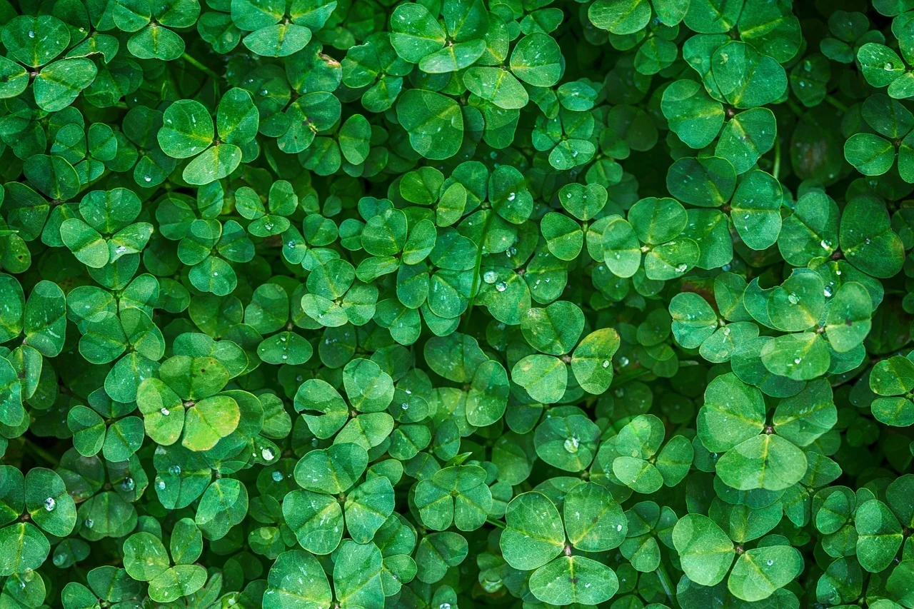 green-color-meaning.jpg