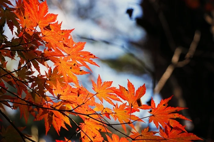 autumn-rituals.jpg