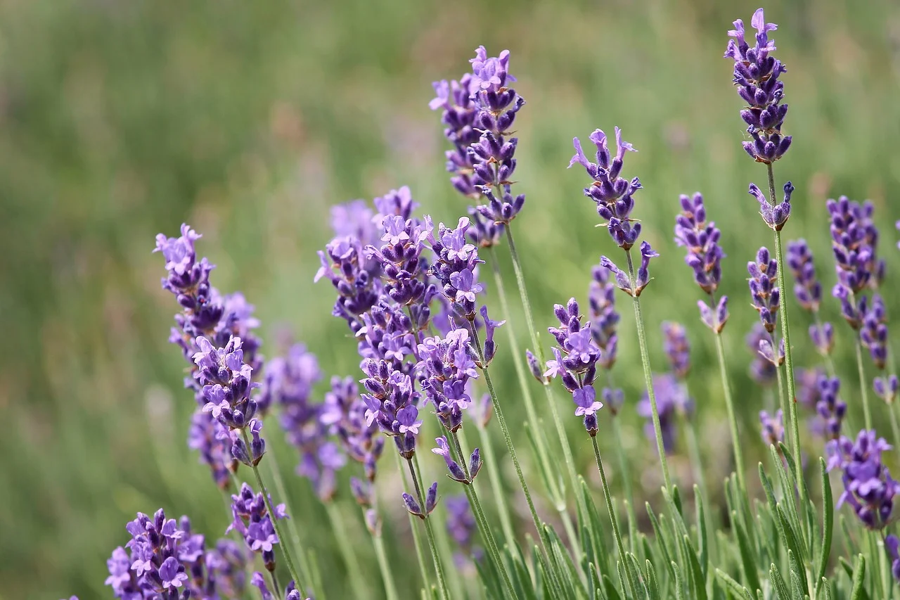 lavender-for-skin.jpg
