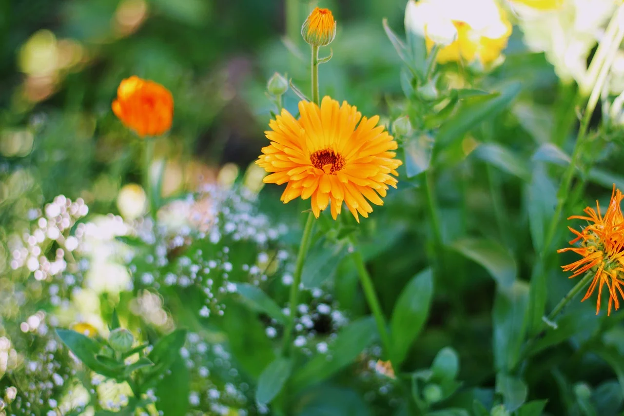 calendula-for-skin.jpg