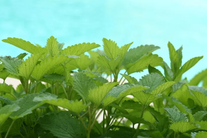 lemon-balm-uses.jpg