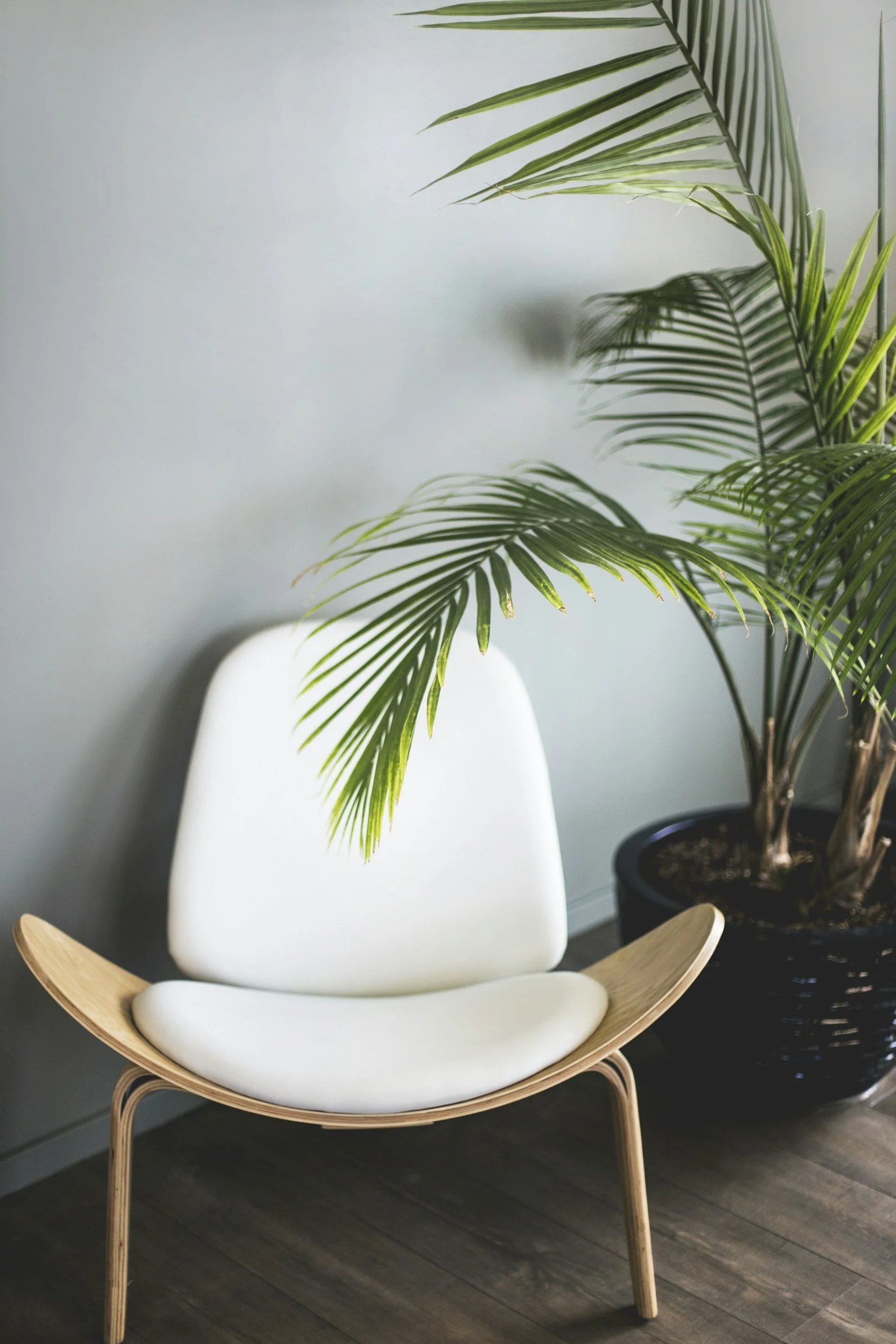 A modern white chair with wooden legs and a curved wooden frame, placed next to a potted palm plant with long, green leaves, in a room with wooden flooring and a plain light-colored wall.