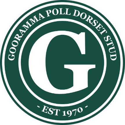 GOORAMMA POLL DORSET STUD SALE 
