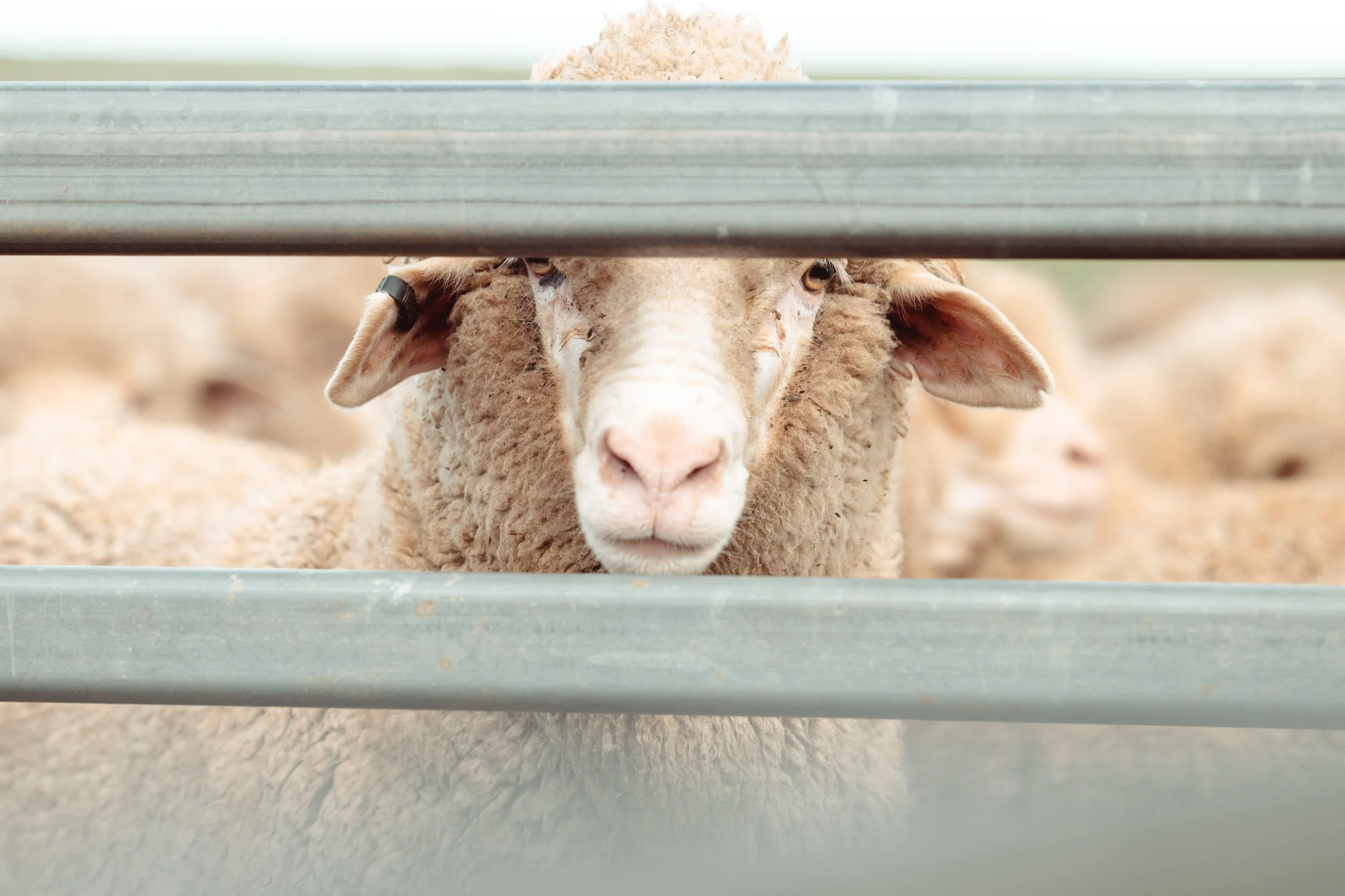 A close-up of a sheep's face peeking through metal fence slats at a farm.