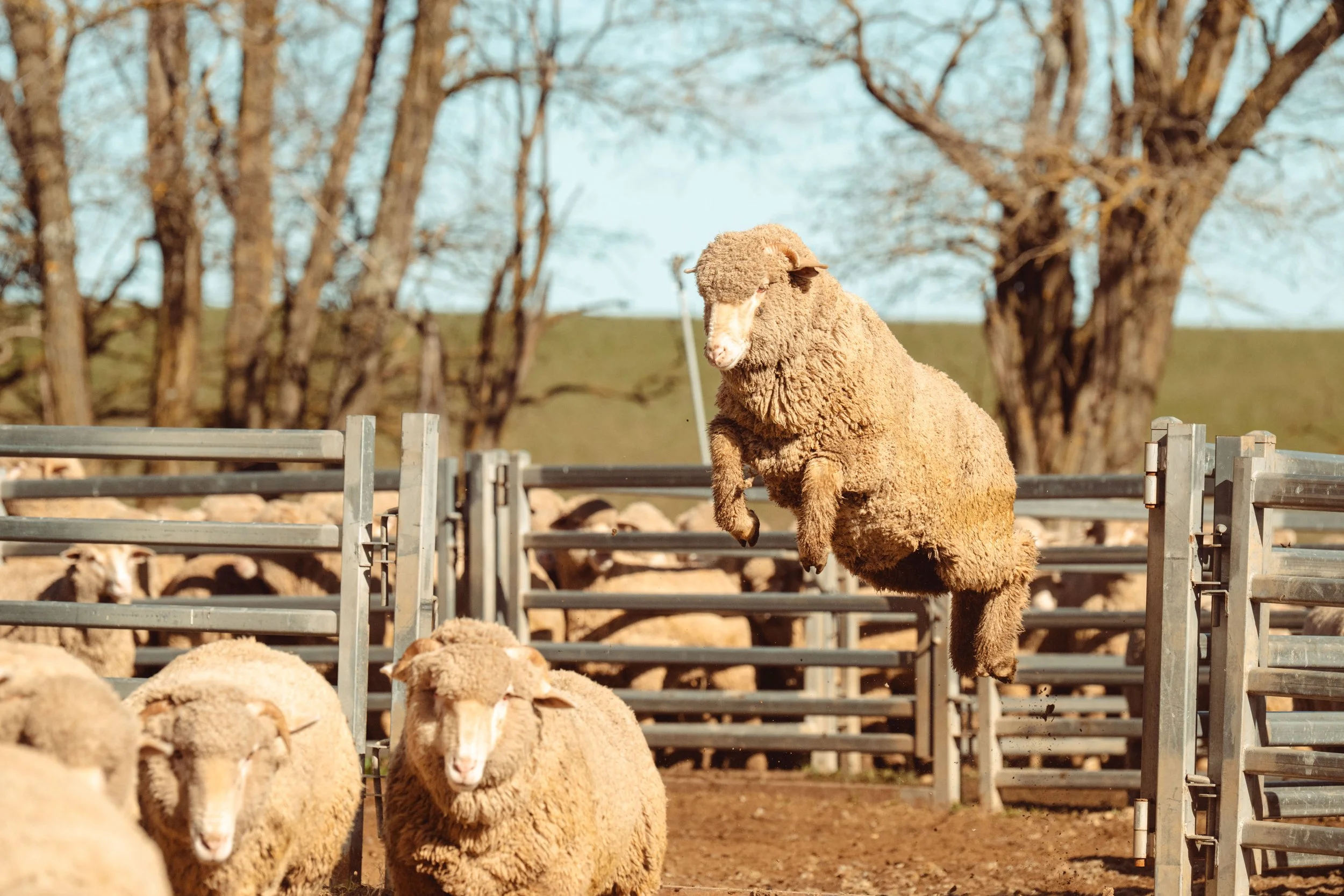 A sheep mid-jump over a metal fence on a farm, with other sheep in the background and trees in the distance.