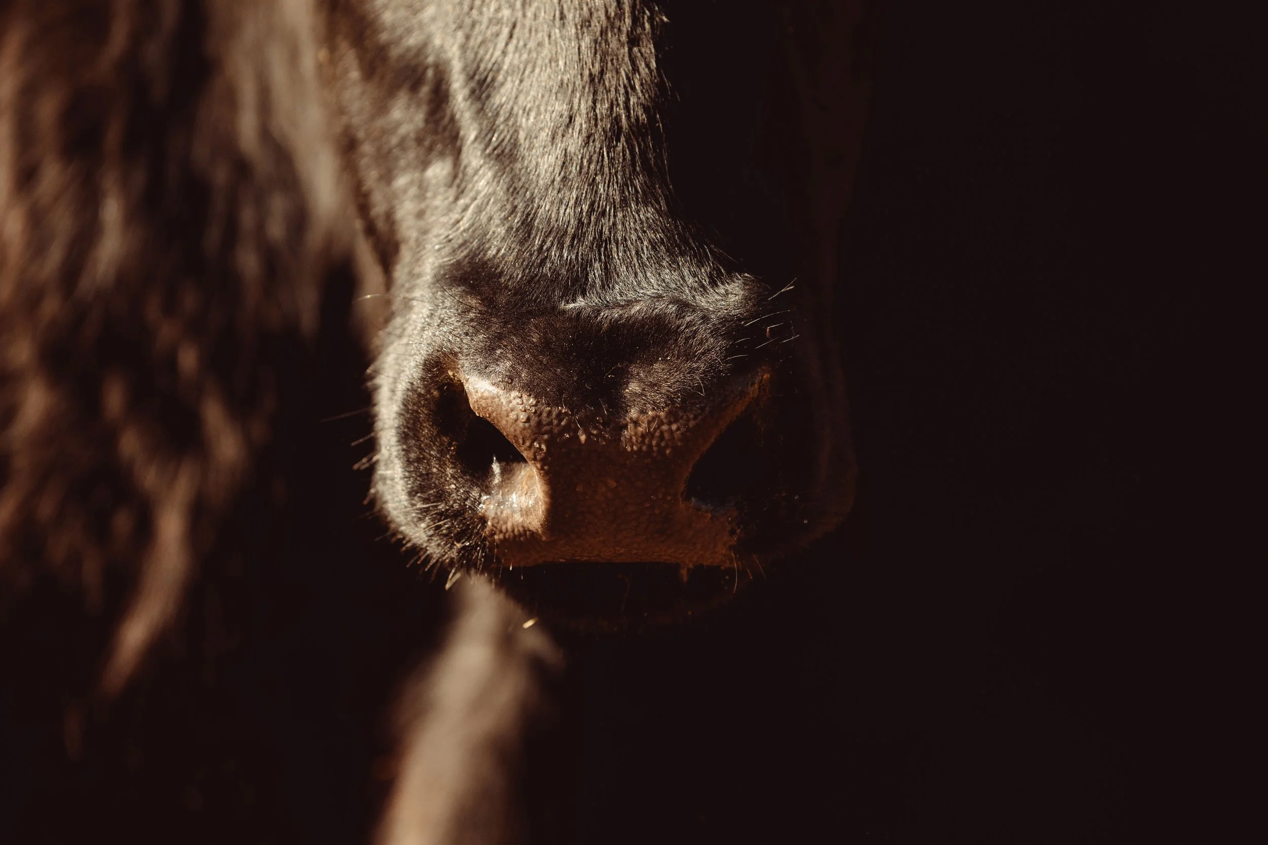Close-up of a cow's nose and nostrils in a dark setting.