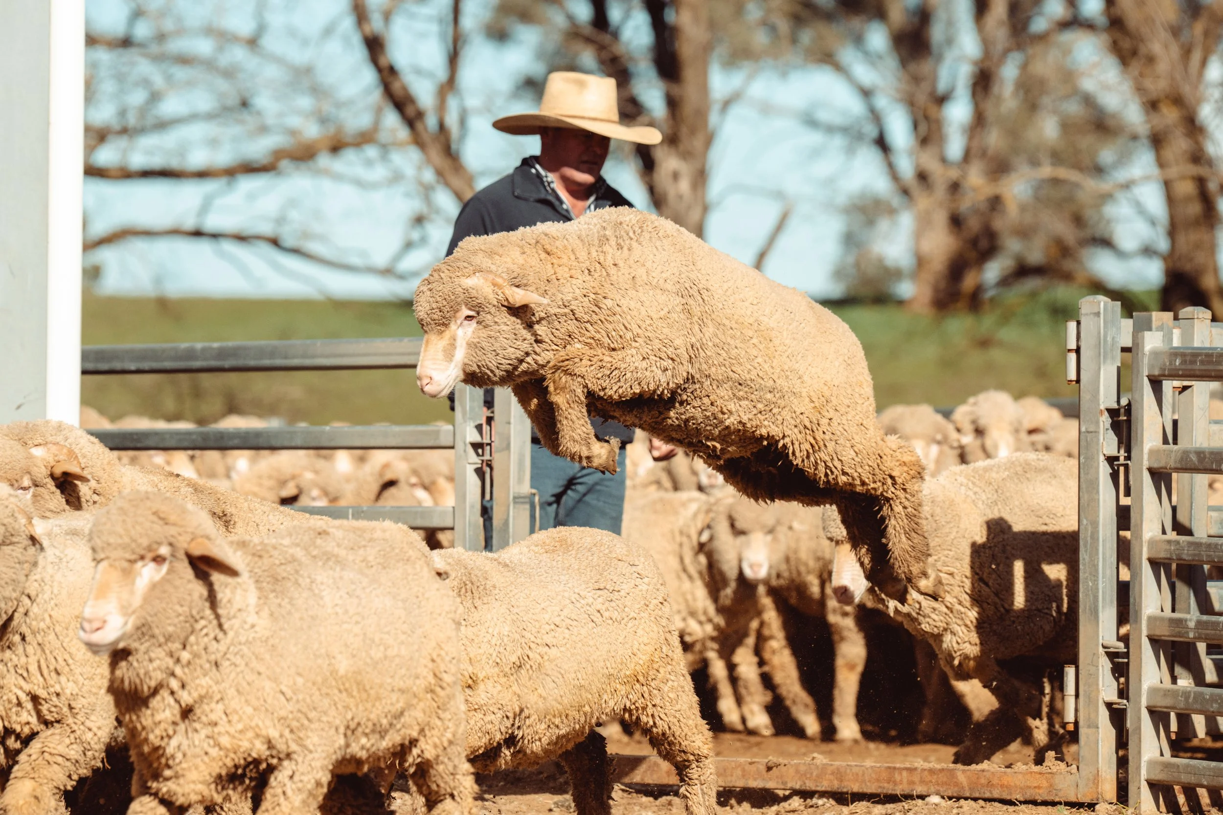 Rachael-Lenehan-Bassingthwaighte-Livestock00083.jpg