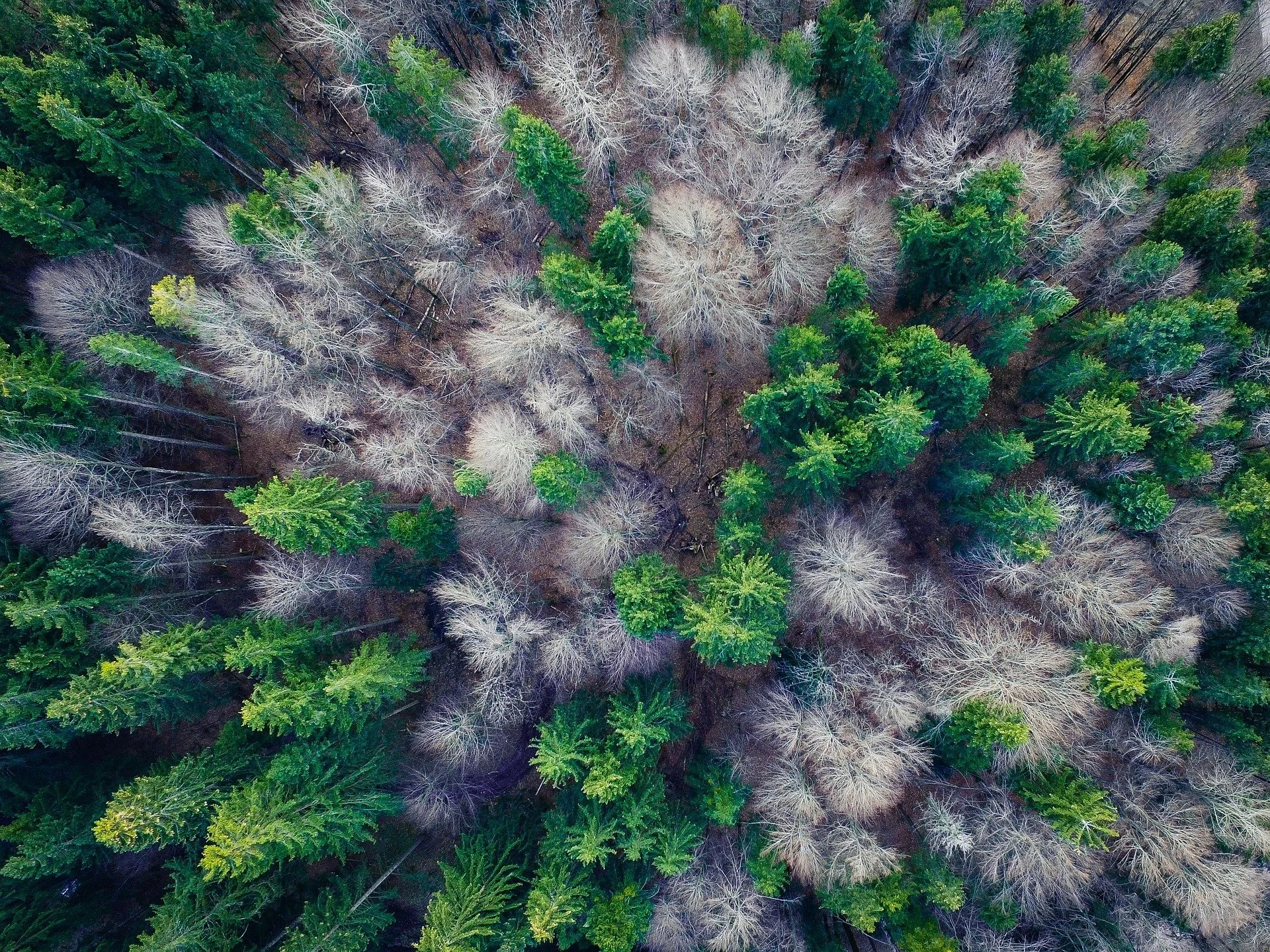 aerial-view-TREES IN FOREST 1344591_1920.jpg