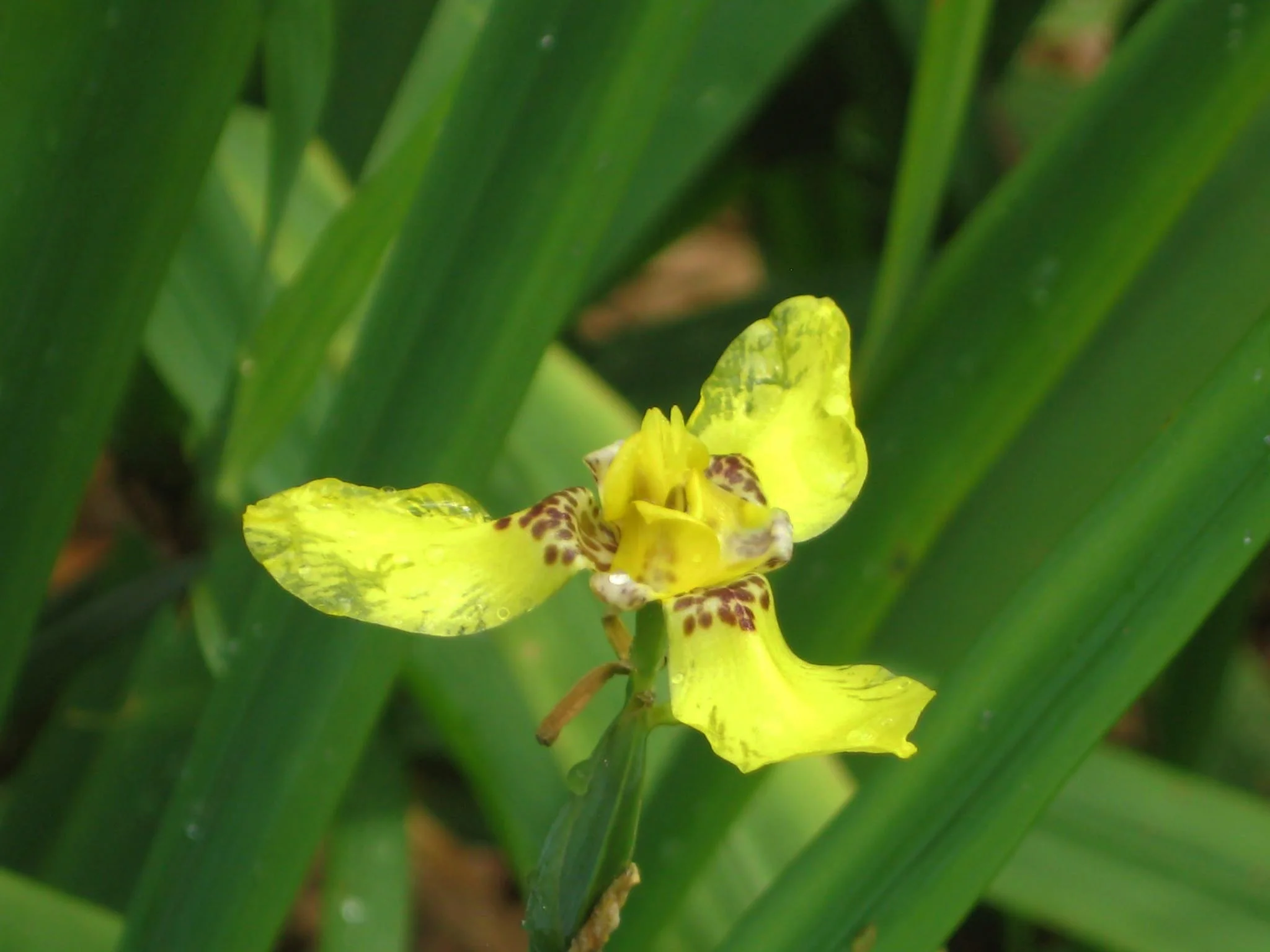 Gold Basic Design Package