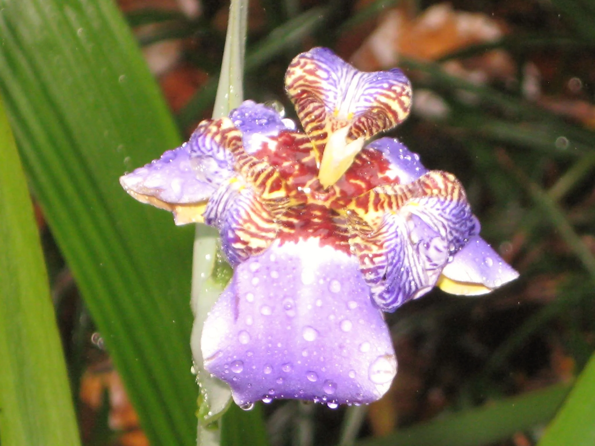 Platinum Basic Design Package