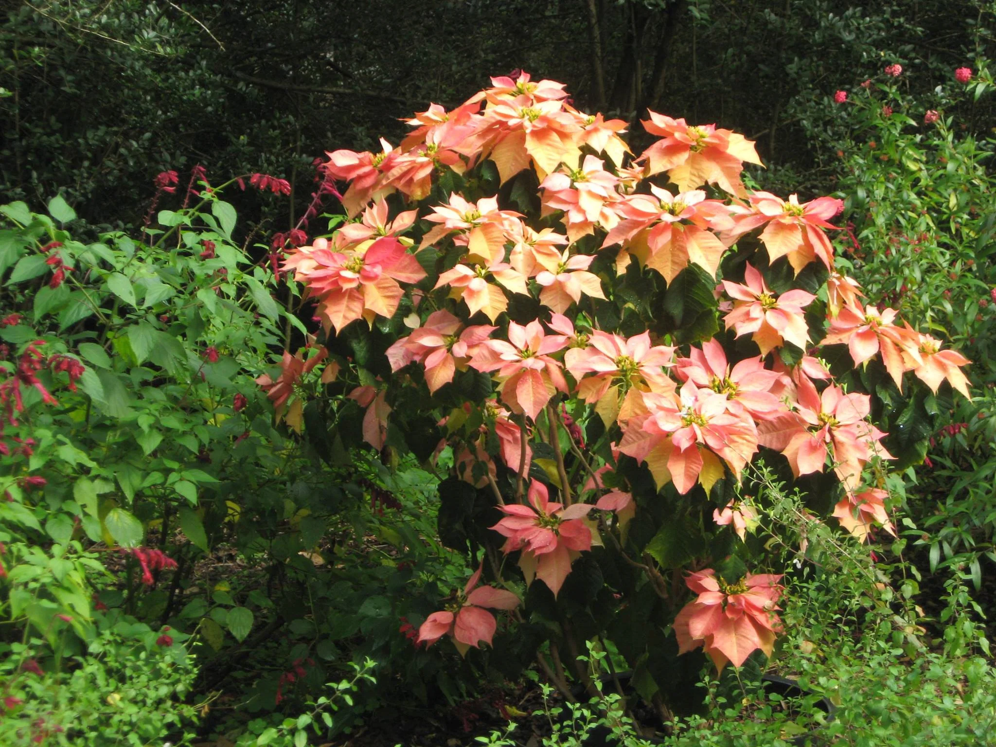 Bronze Basic Design Package