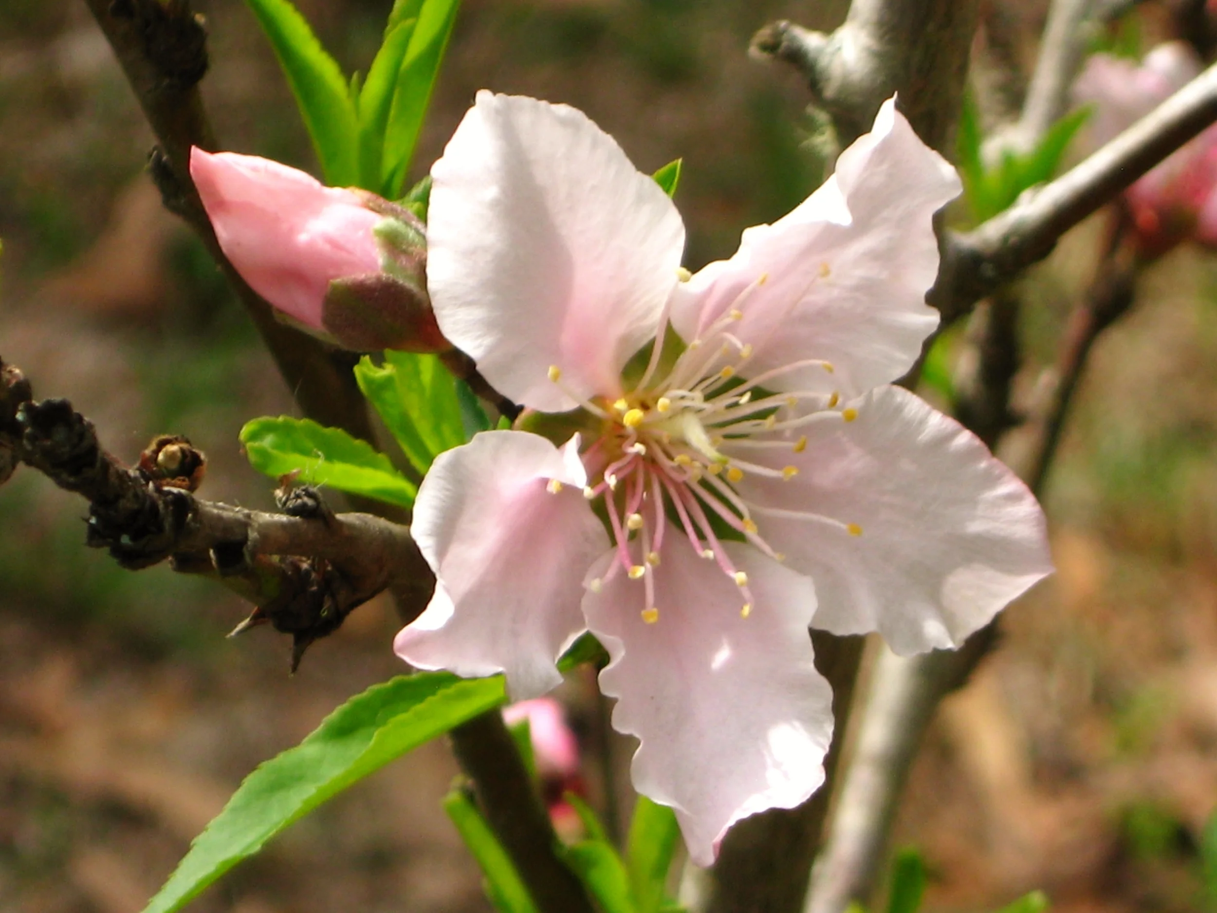 Titanium Custom Design Package