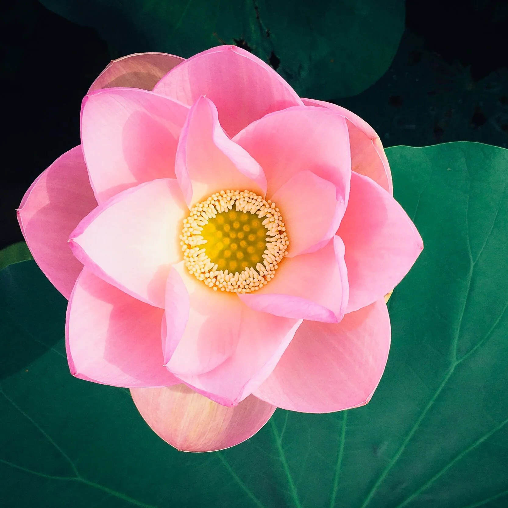 You are a flower blooming in your own garden