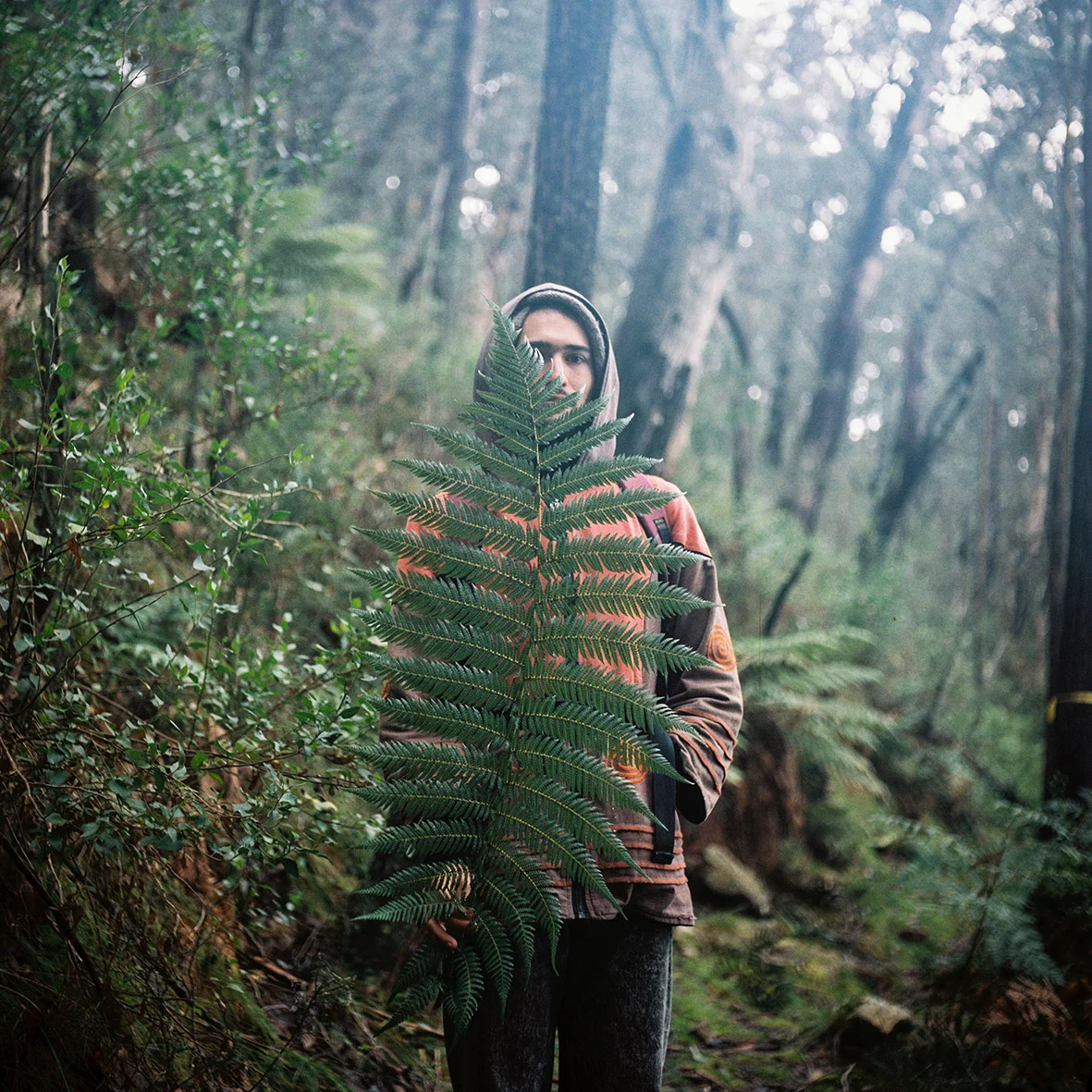 grampians-major-mitchell-plateau-6.jpg