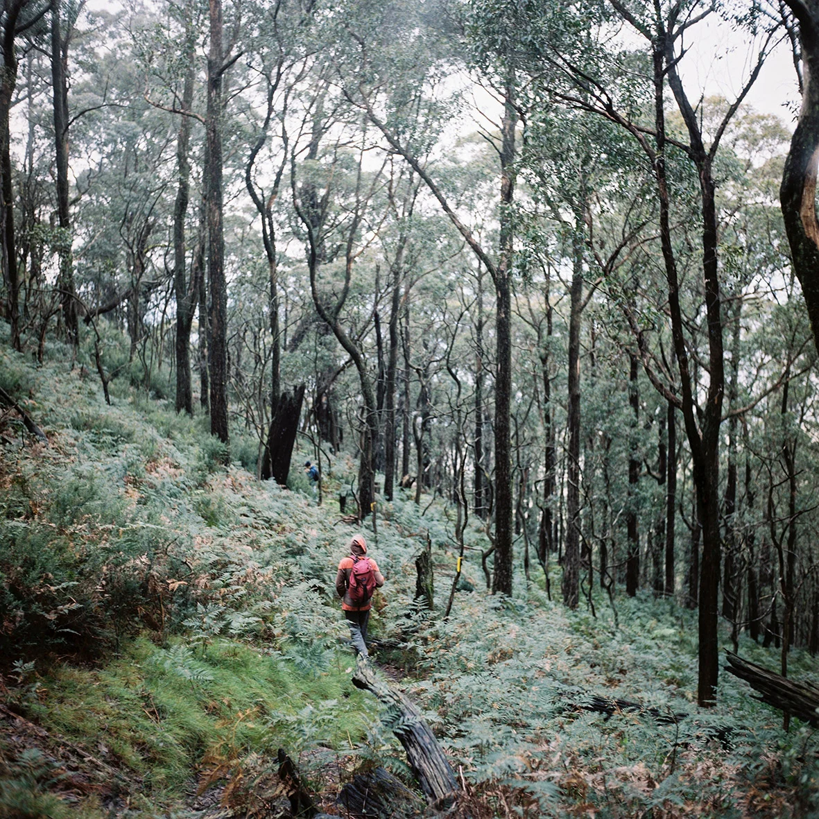 grampians-major-mitchell-plateau-7.jpg