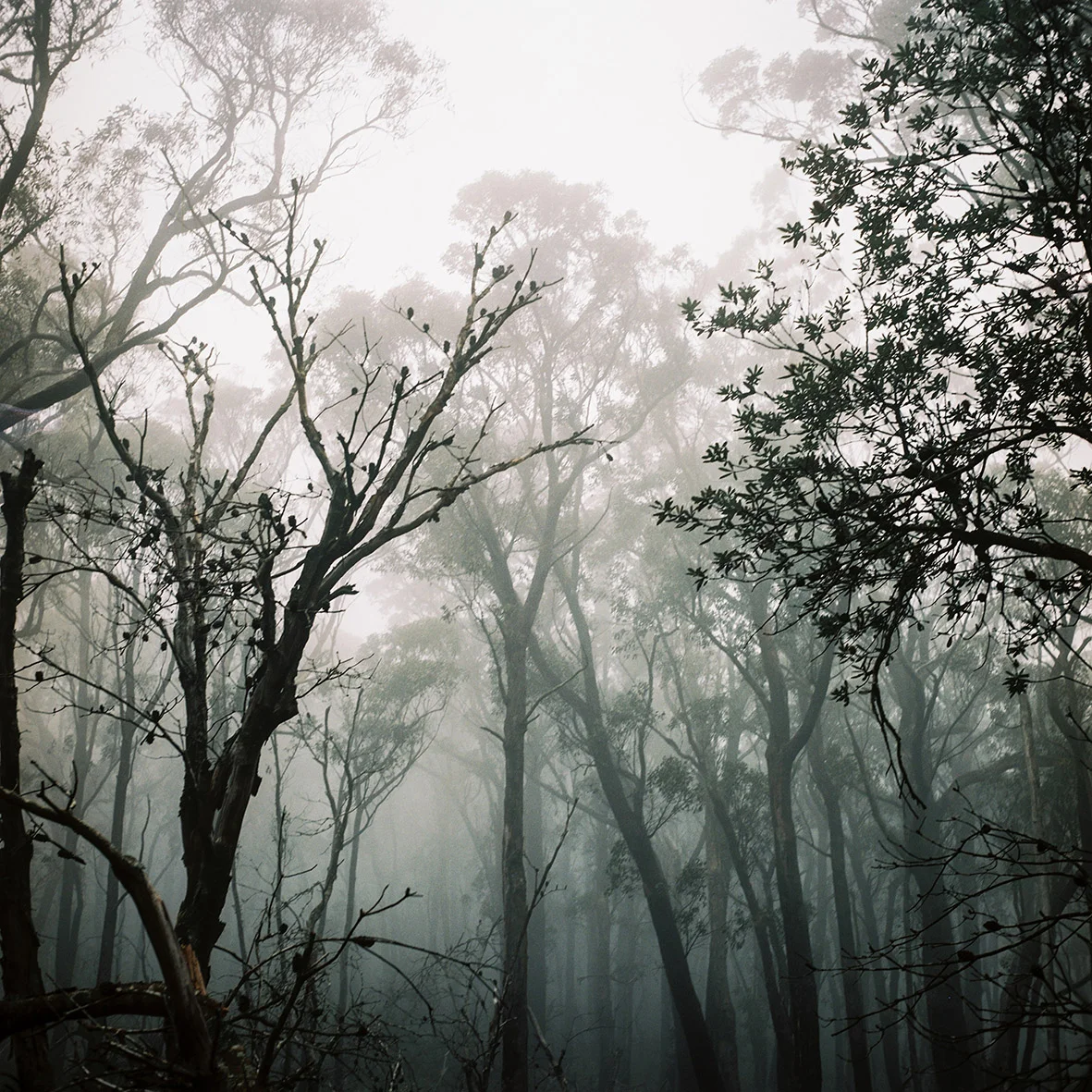 grampians-major-mitchell-plateau-9.jpg
