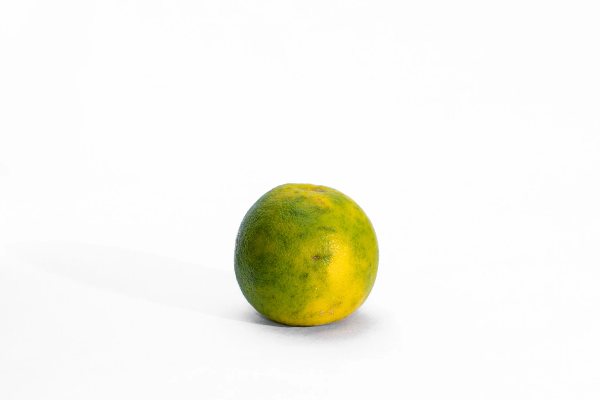 Citrus - Sour Orange.jpg