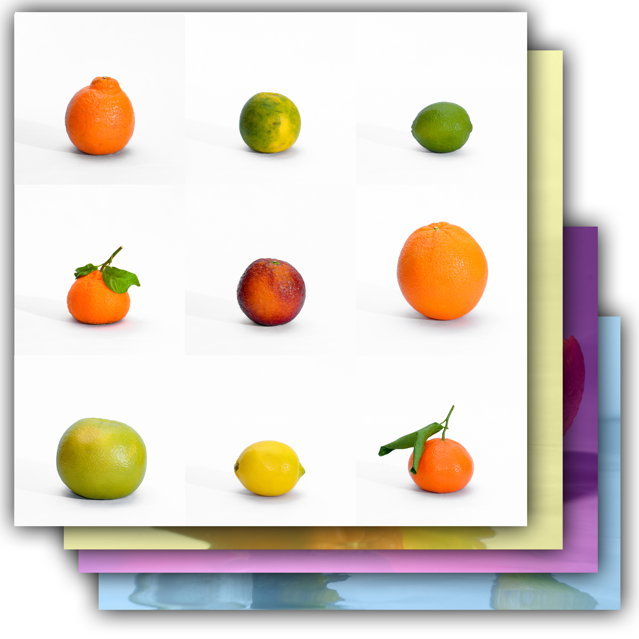 Citrus - Website Icon.png