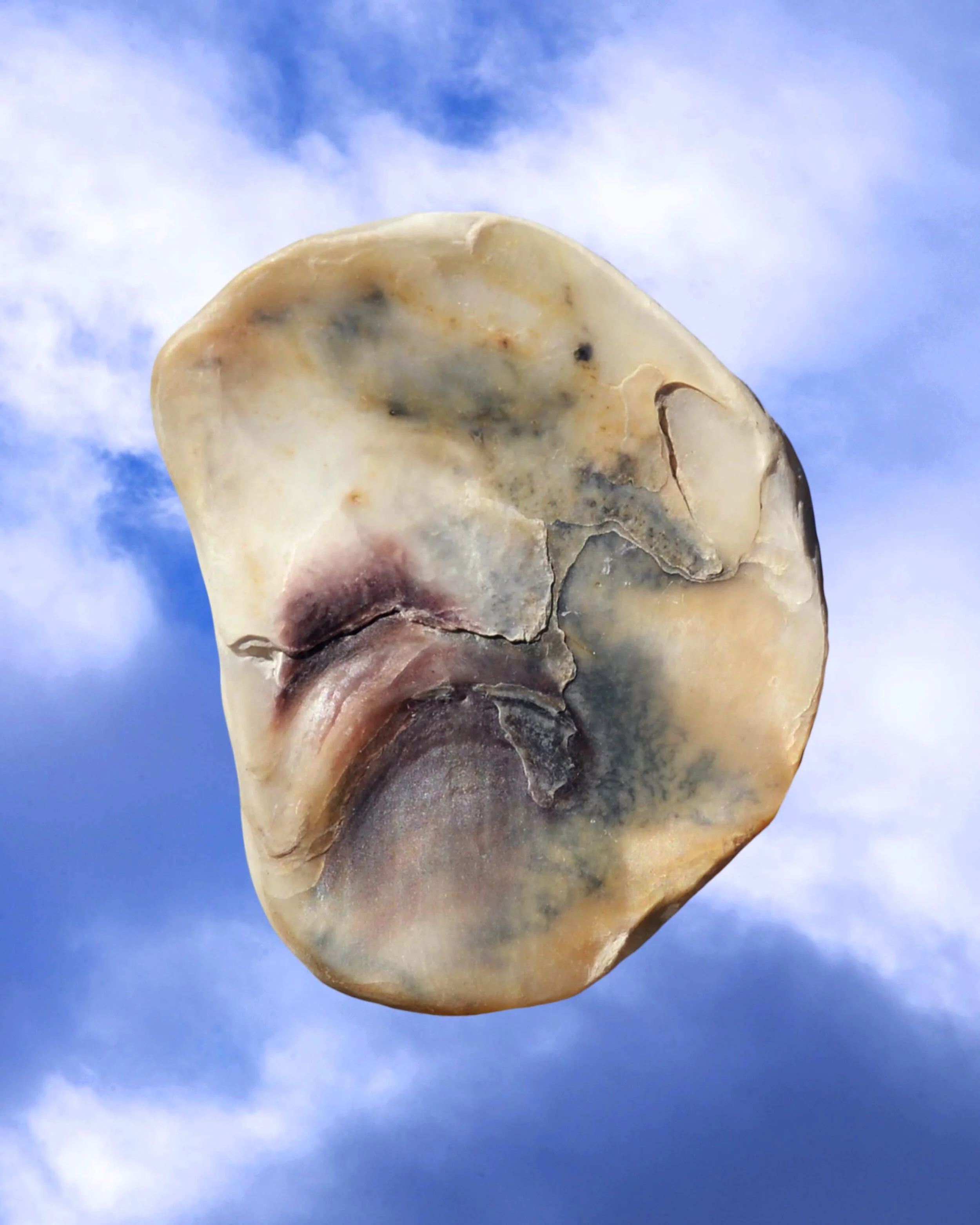 Shells3.JPG