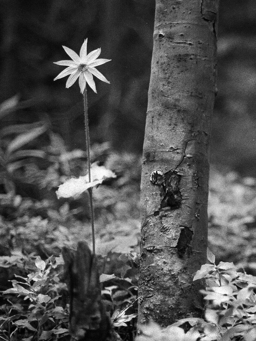 CO_Flower.jpg