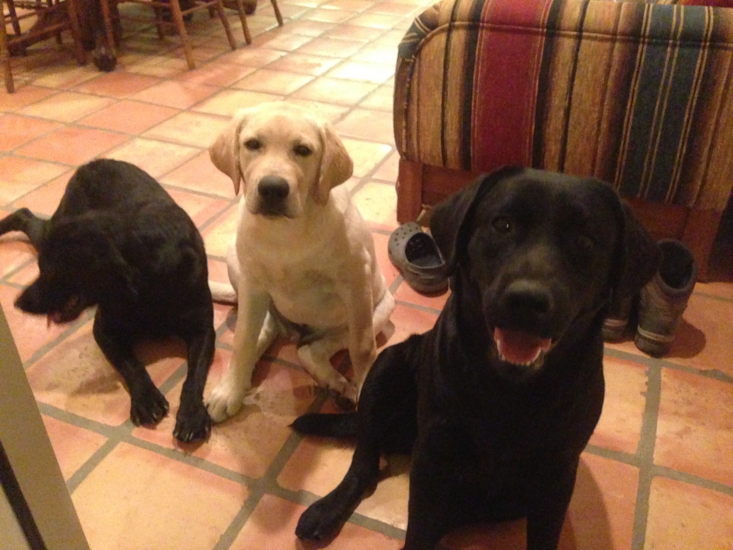 And the dogs watch me like I'm crazy. Or like they're gonna get food out of it. Either way, I usually have an audience.